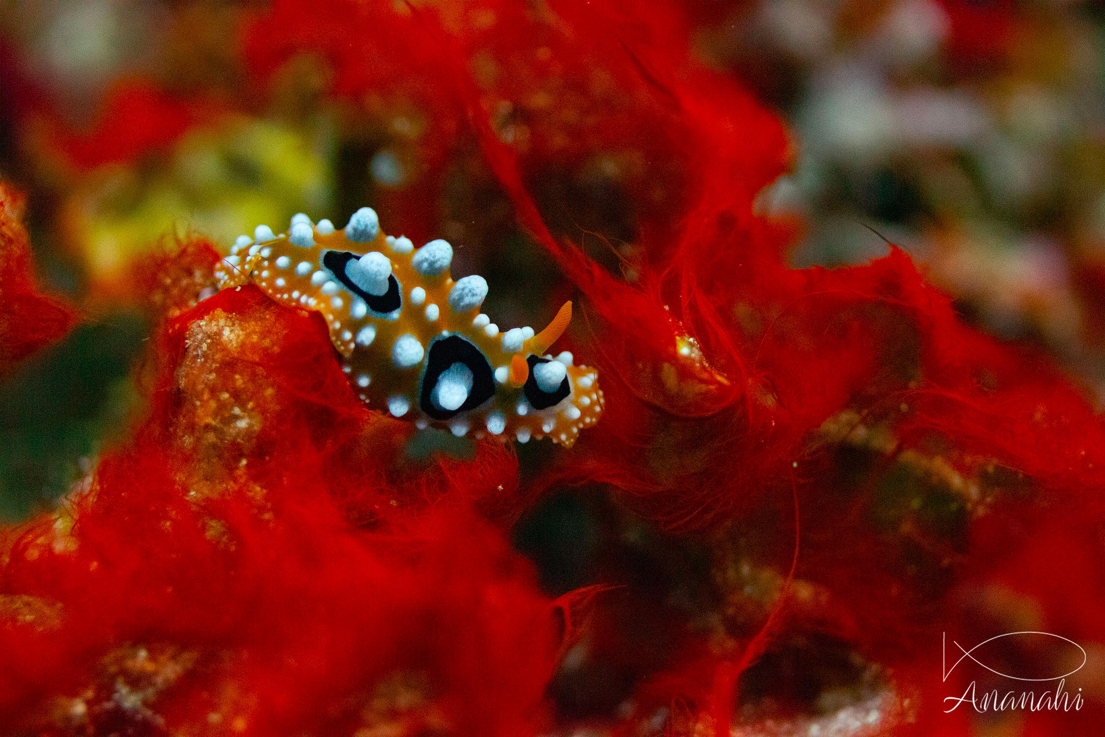 Ocellated phyllidia of Raja Ampat