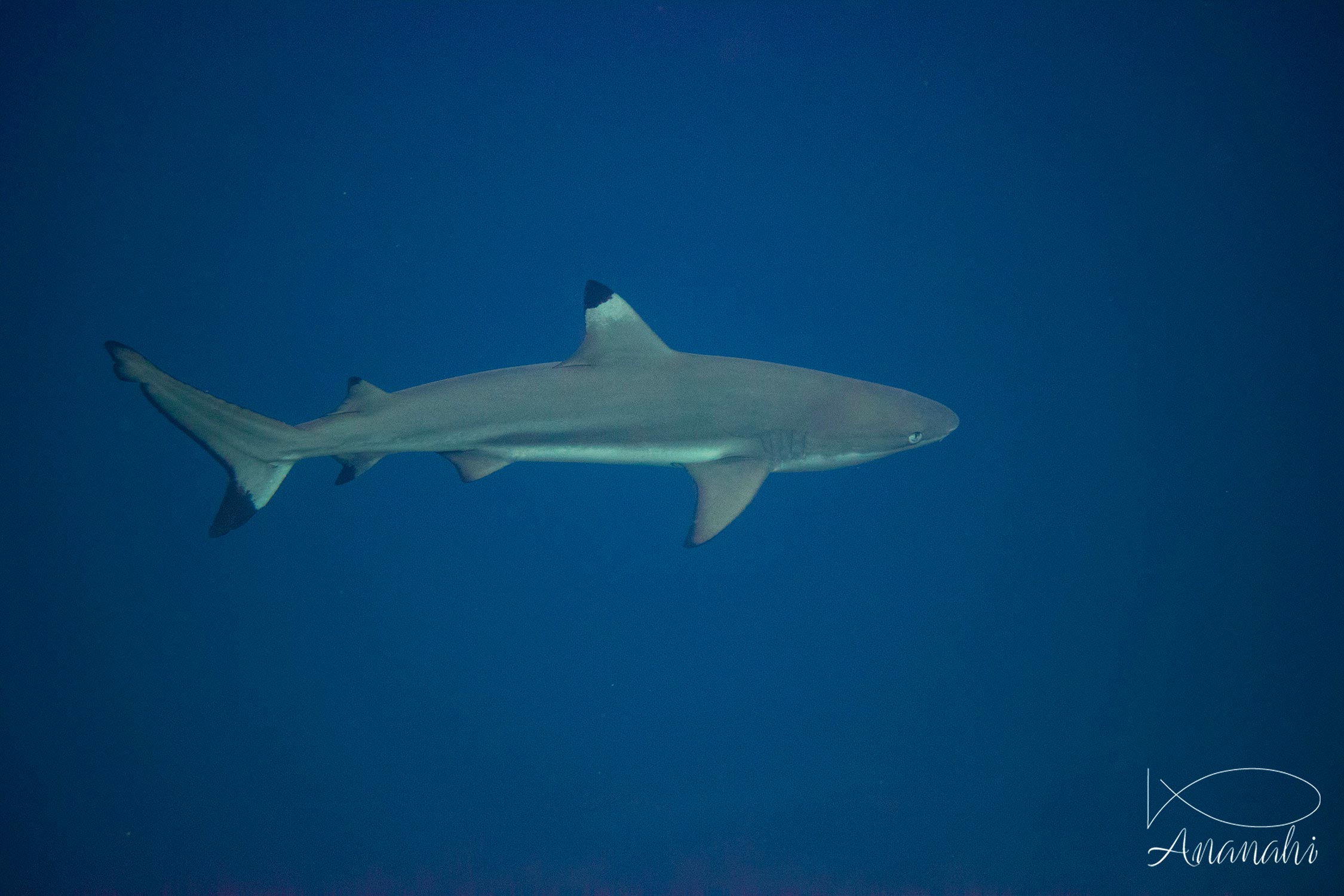 Blacktip reef shark of Raja Ampat