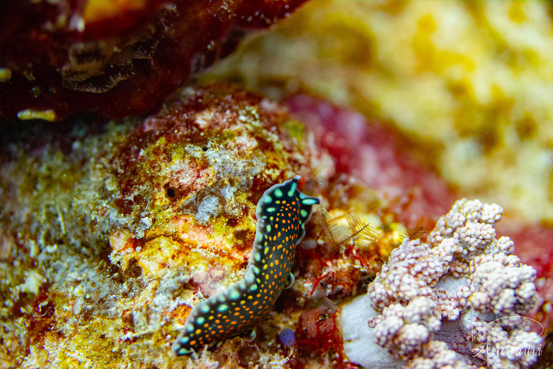 Linda's flatworm of Raja Ampat