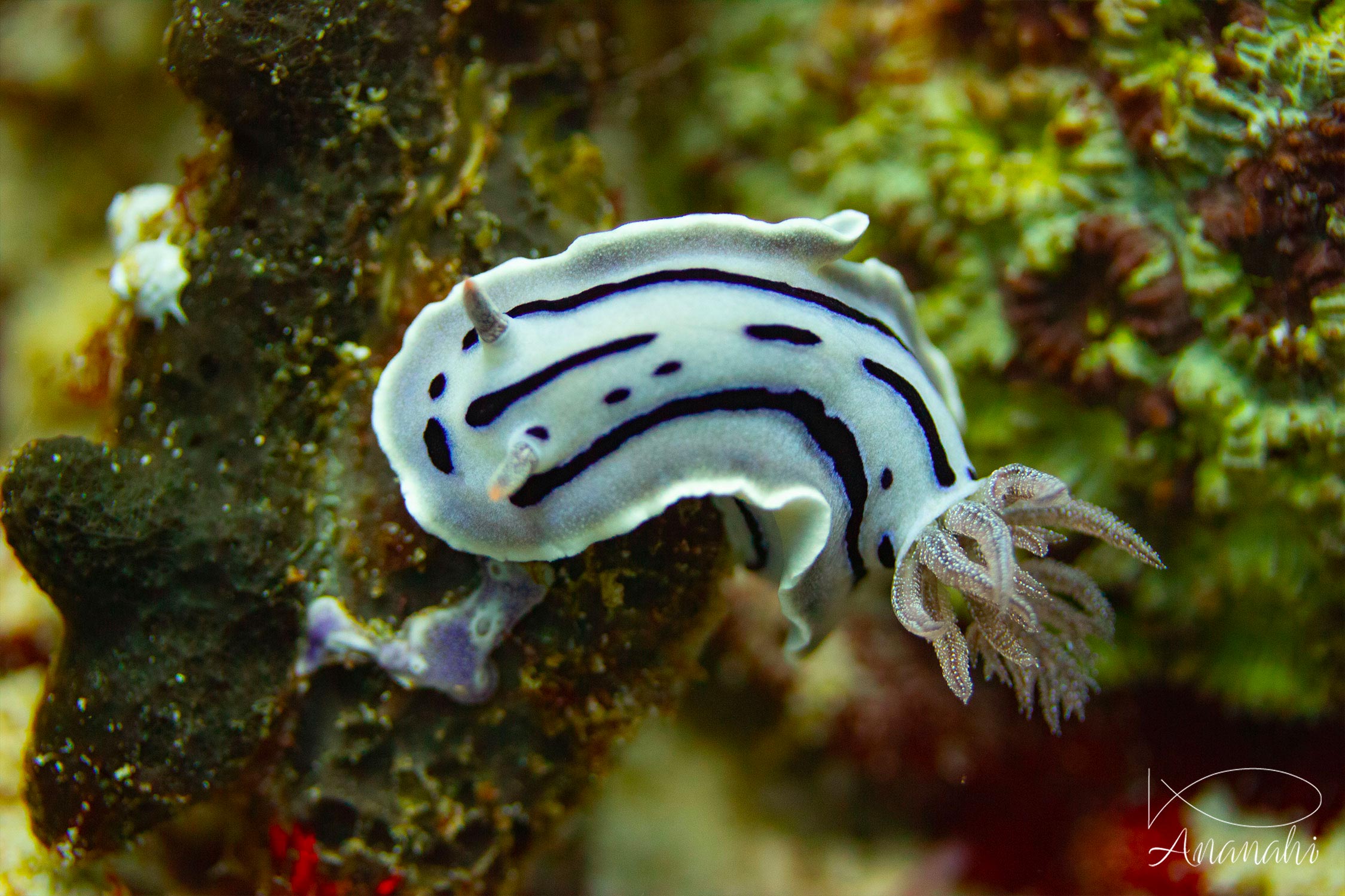 Loch's chromodoris of Raja Ampat