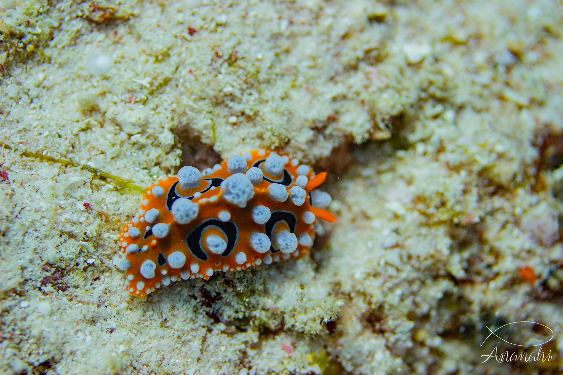 Ocellated phyllidia of Raja Ampat