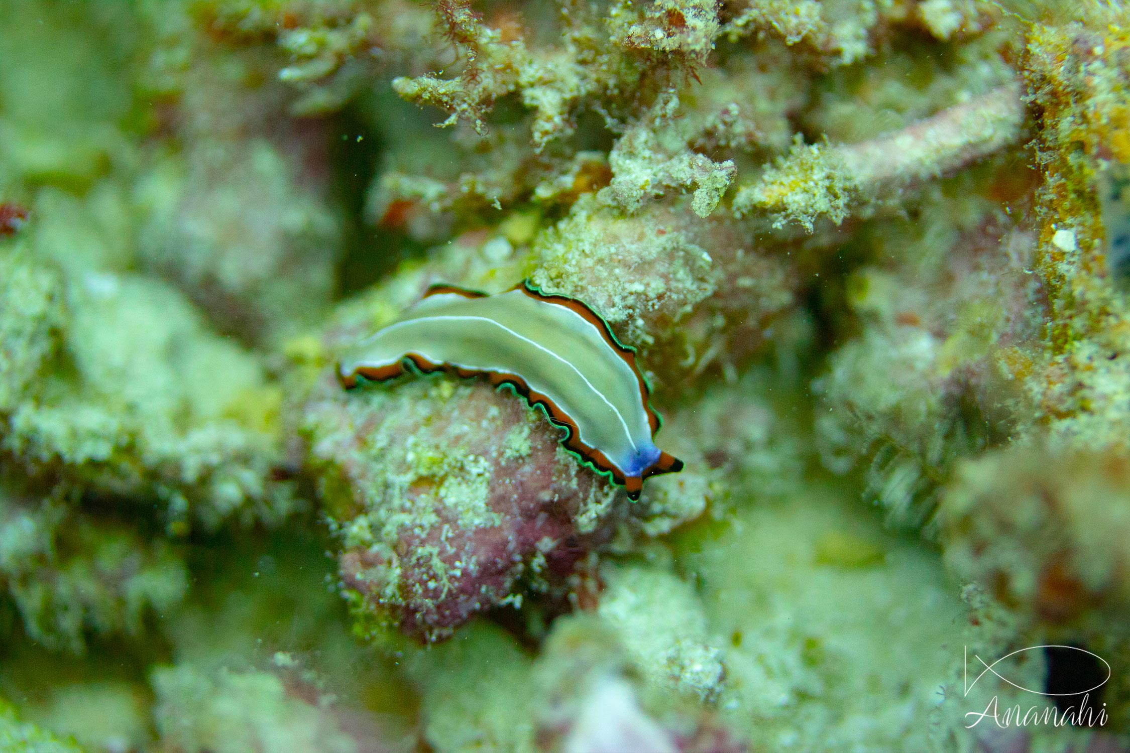 Bimargin flatworm of Raja Ampat