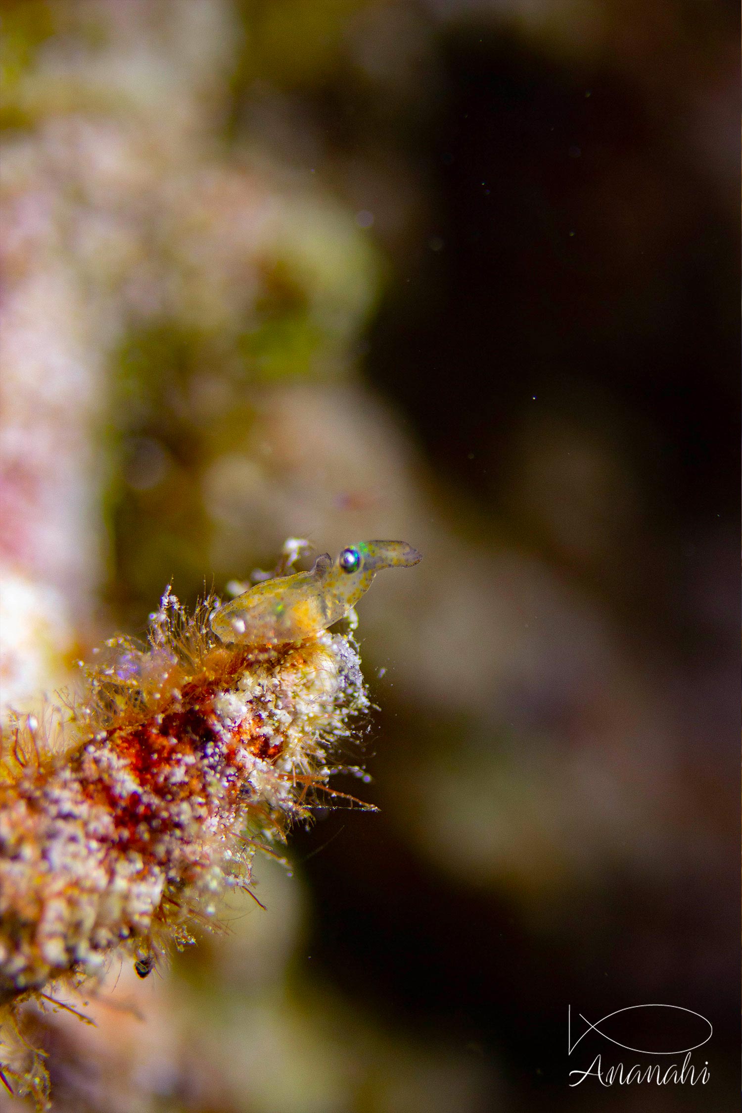 Baby cuttlefish of Raja Ampat