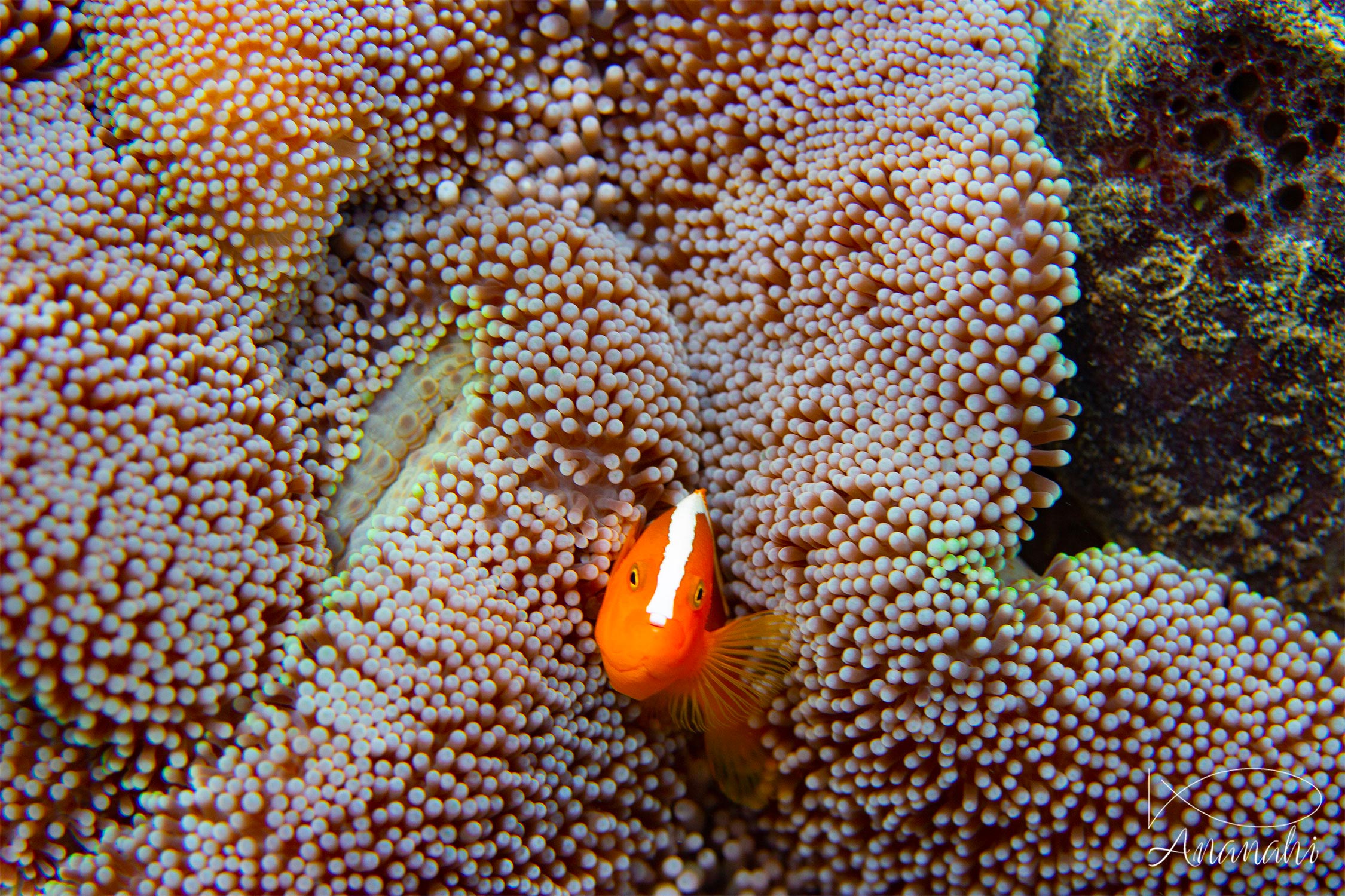 Yellow clownfish of Raja Ampat