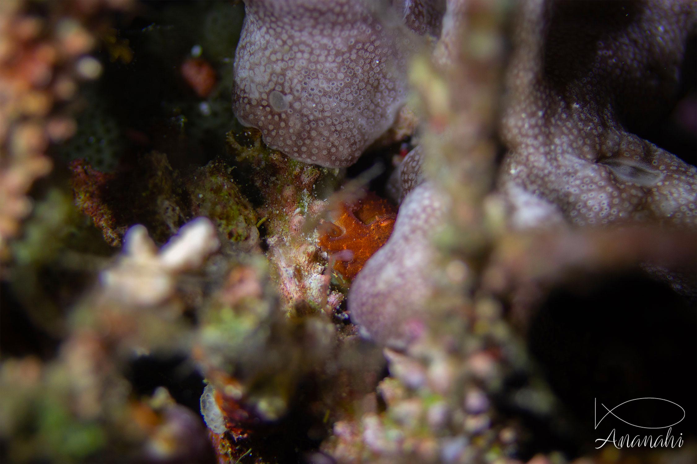 Coconut octopus of Raja Ampat