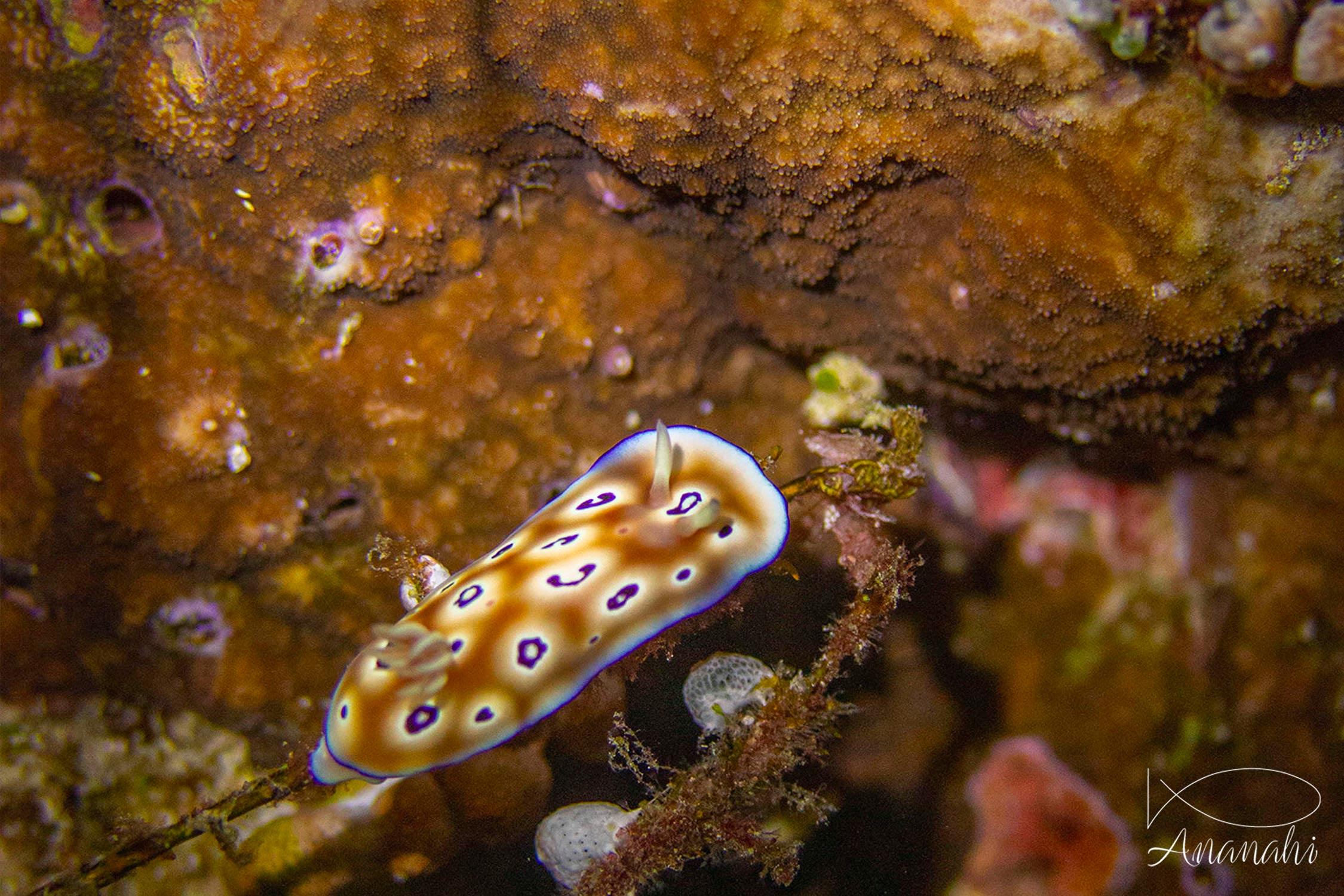 Leopard chromodoris of Raja Ampat