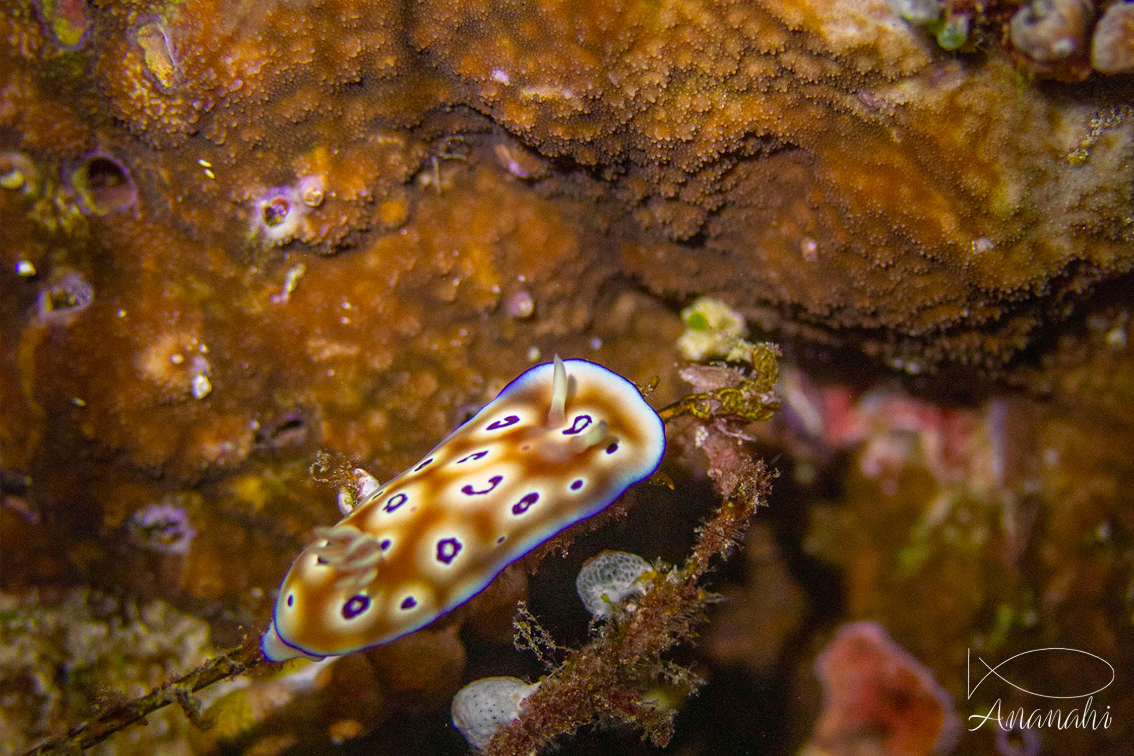 Leopard chromodoris of Raja Ampat