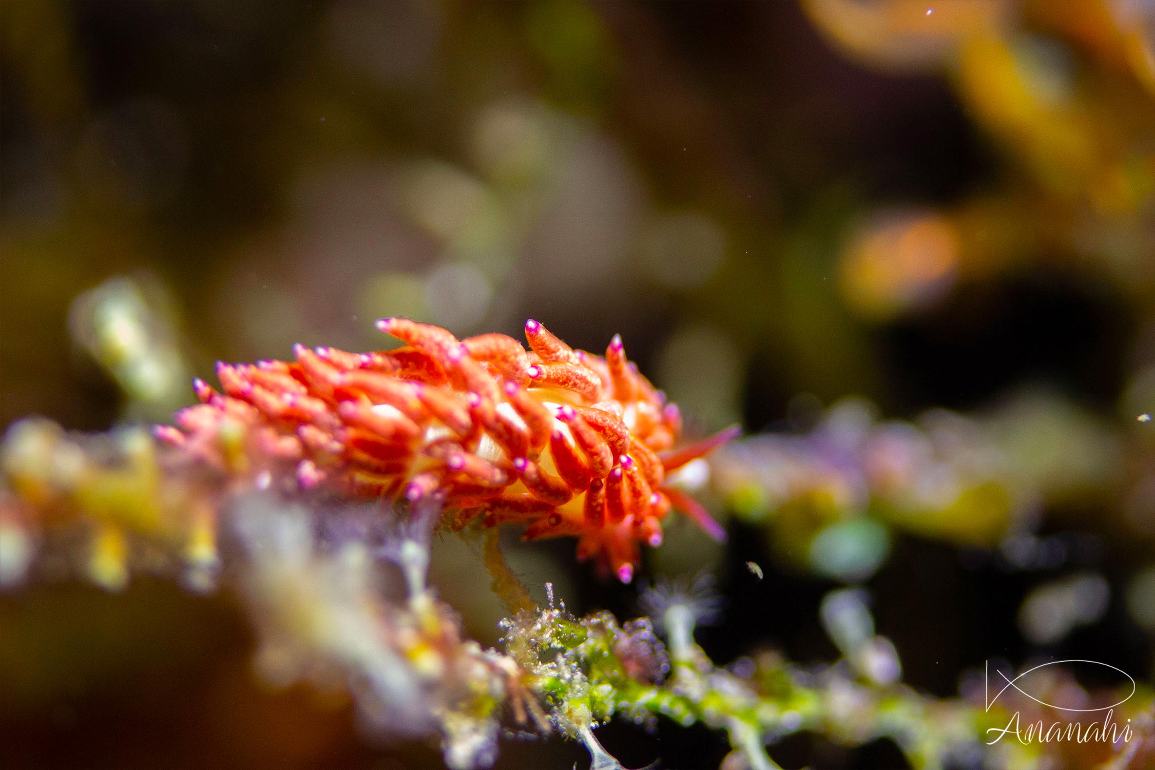 Red-finger aeolis of Raja Ampat