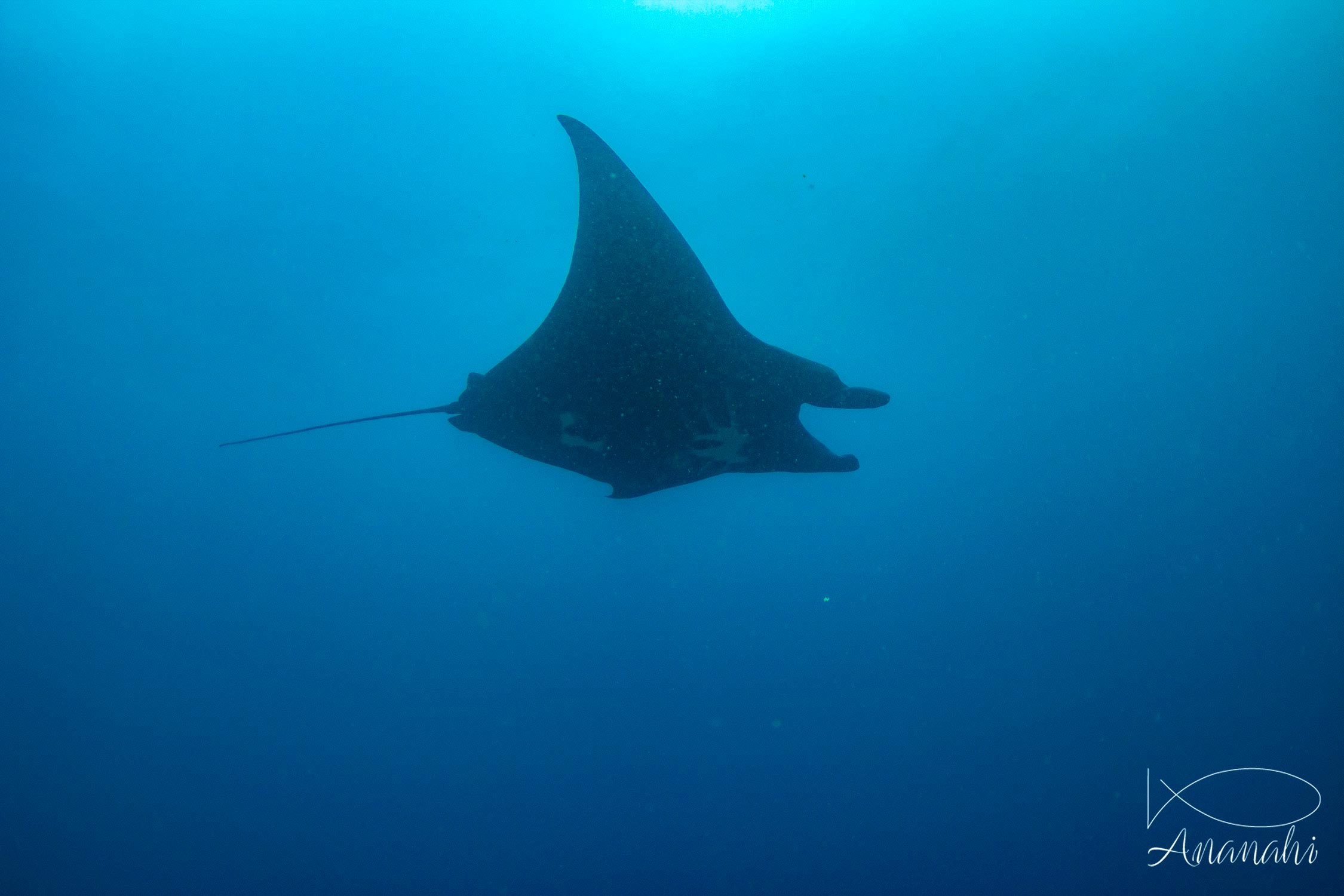 Black manta of Raja Ampat