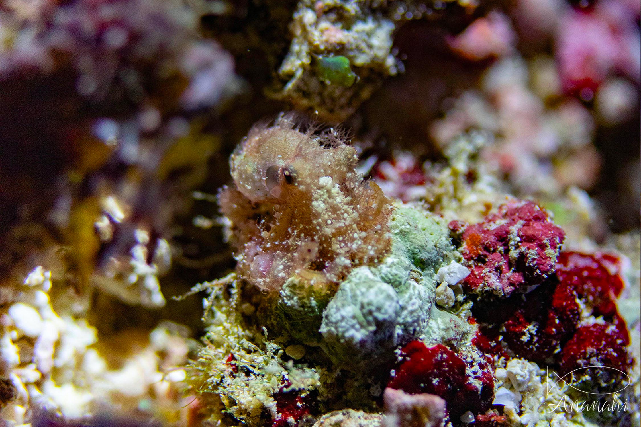 Hairy octopus of Raja Ampat