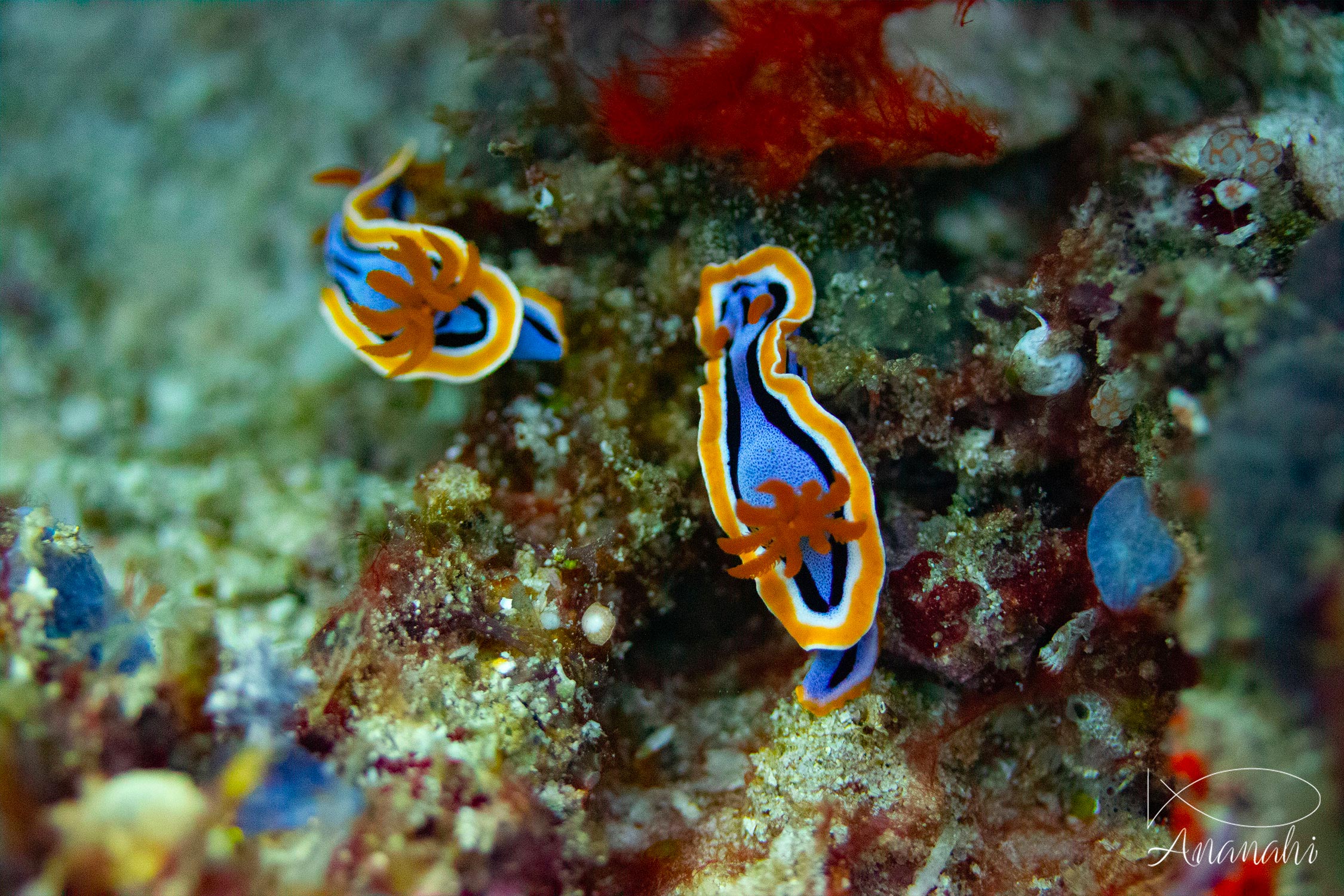 Anna's Chromodoris of Raja Ampat