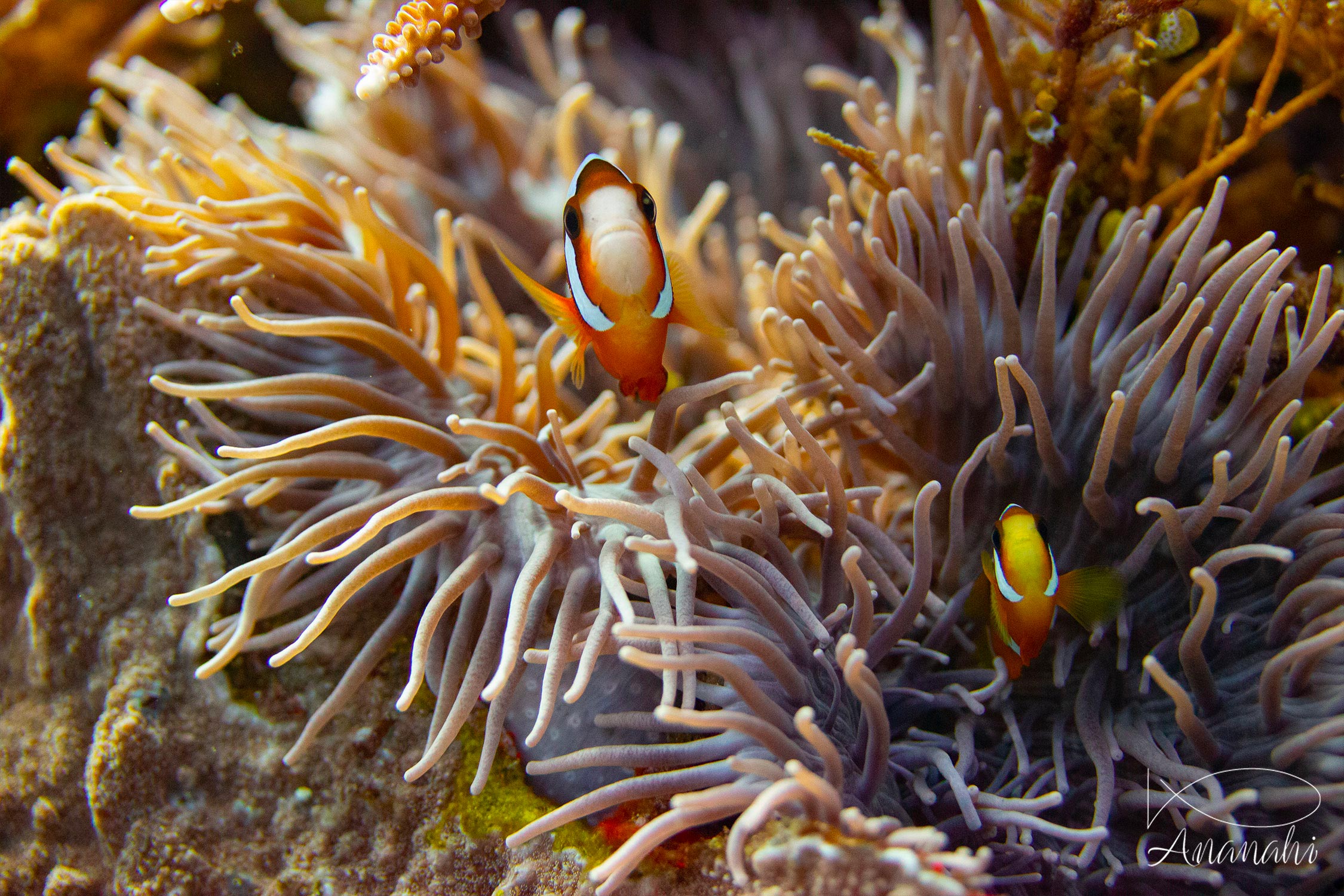Ocellaris clownfish of Raja Ampat