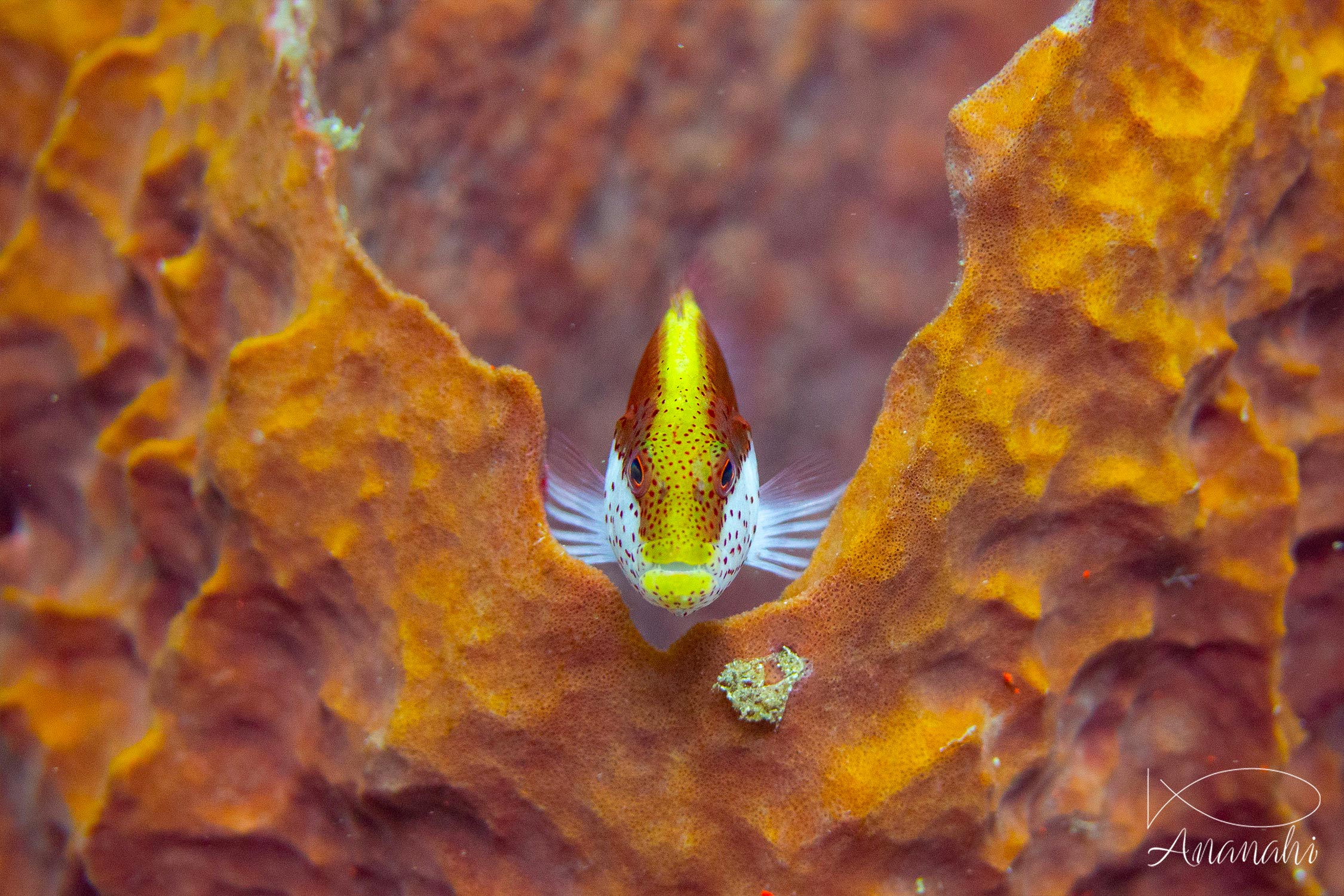 Others fish of Raja Ampat