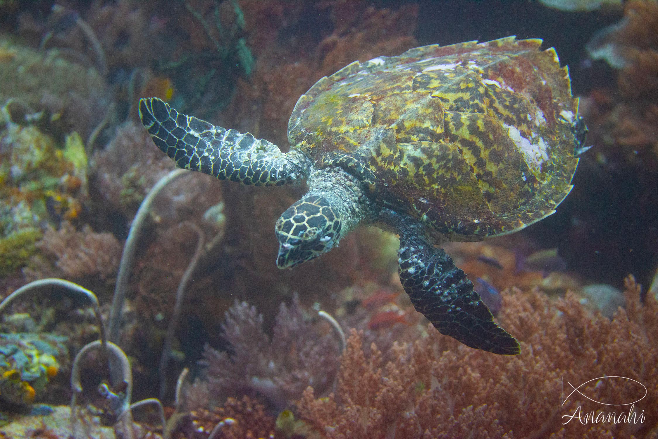 Hawksbill turtle of Raja Ampat