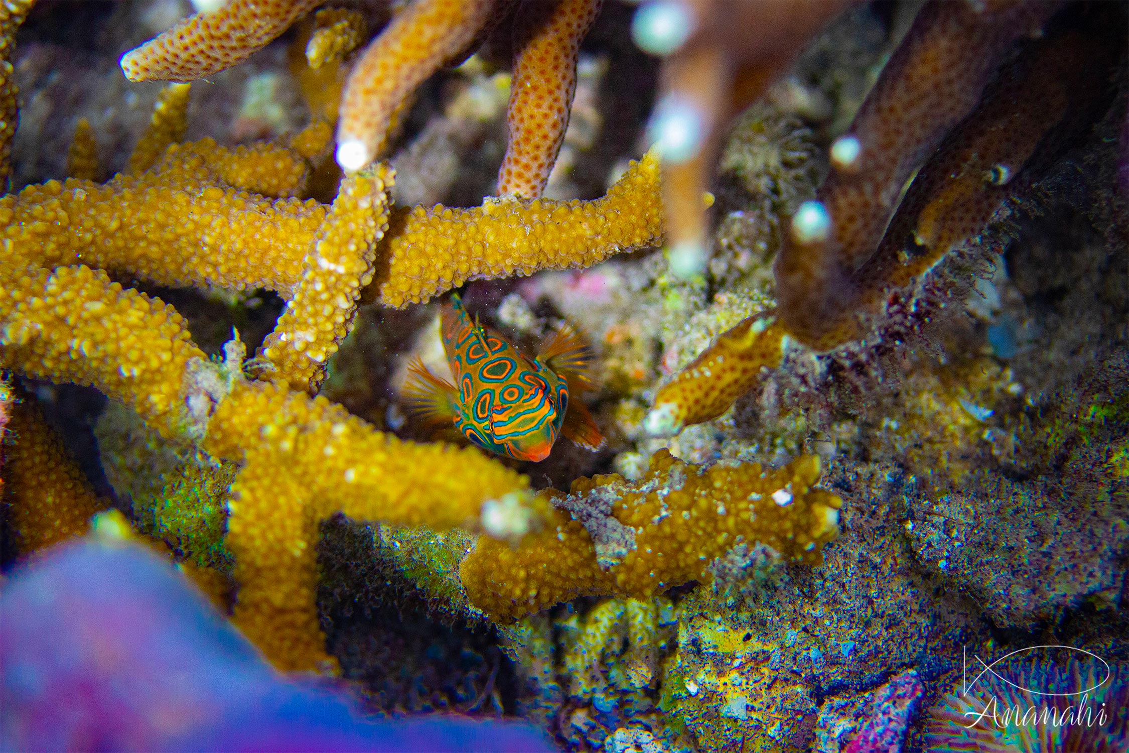 Picturesque dragonet of Raja Ampat