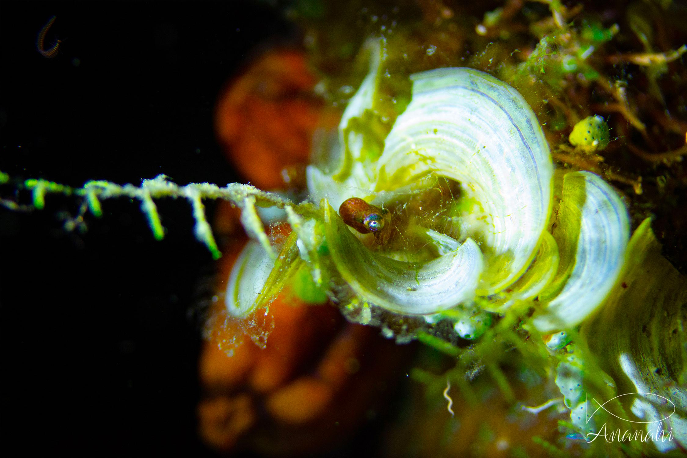 Baby cuttlefish of Raja Ampat