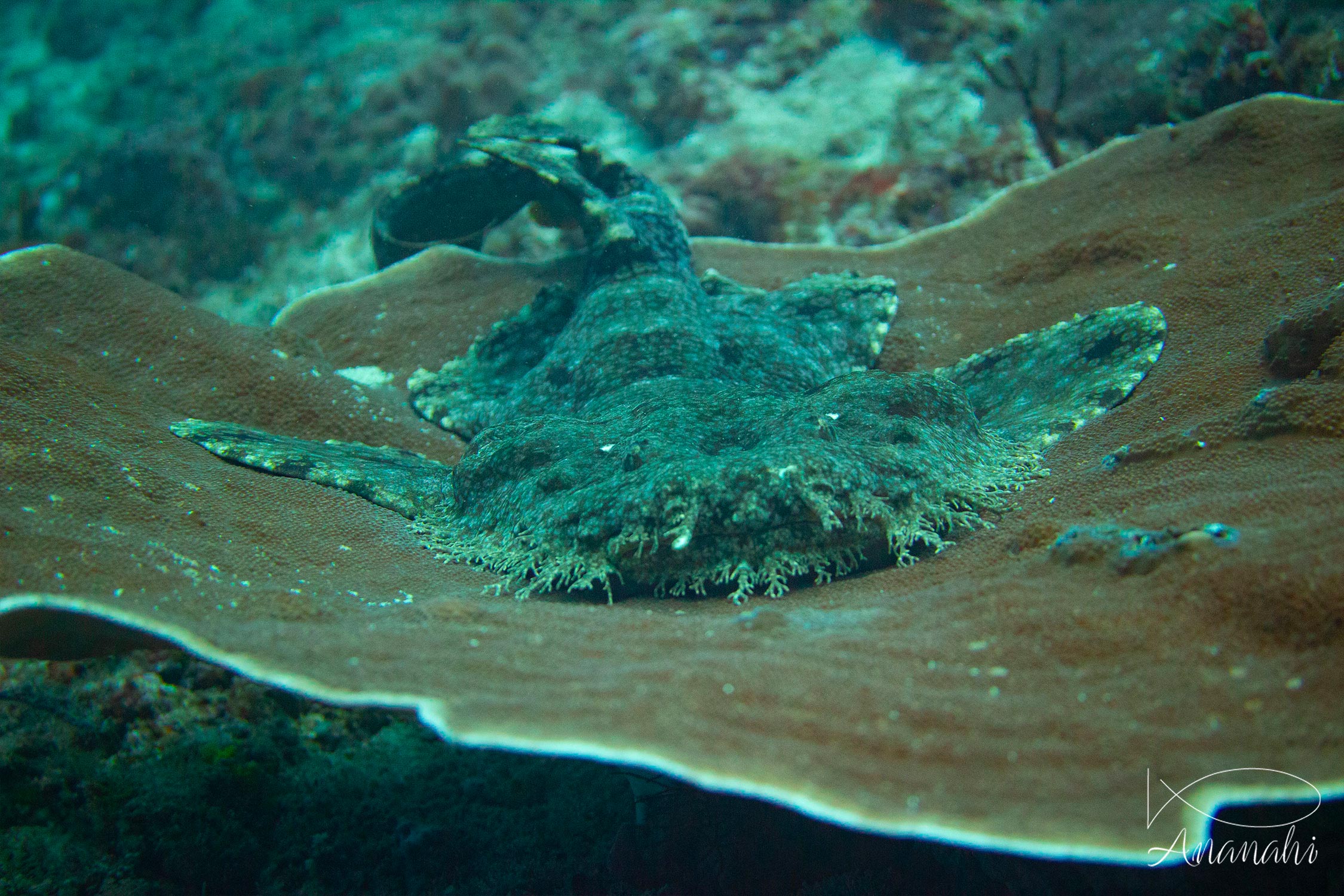 Wobbegong shark of Raja Ampat