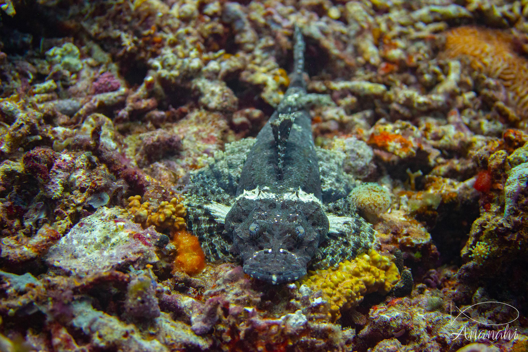 Juvenile crocodile fish of Raja Ampat