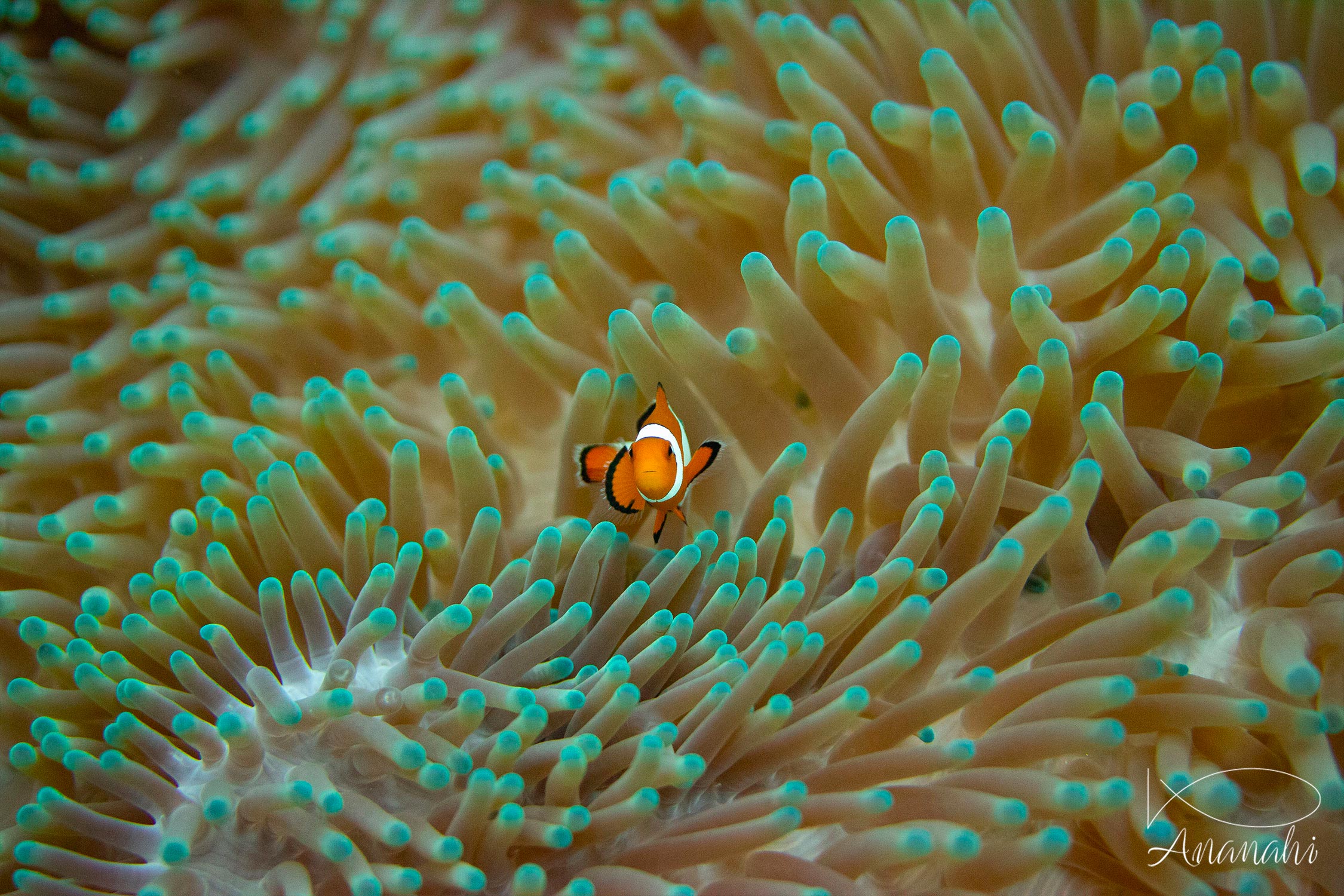 Ocellaris clownfish of Raja Ampat