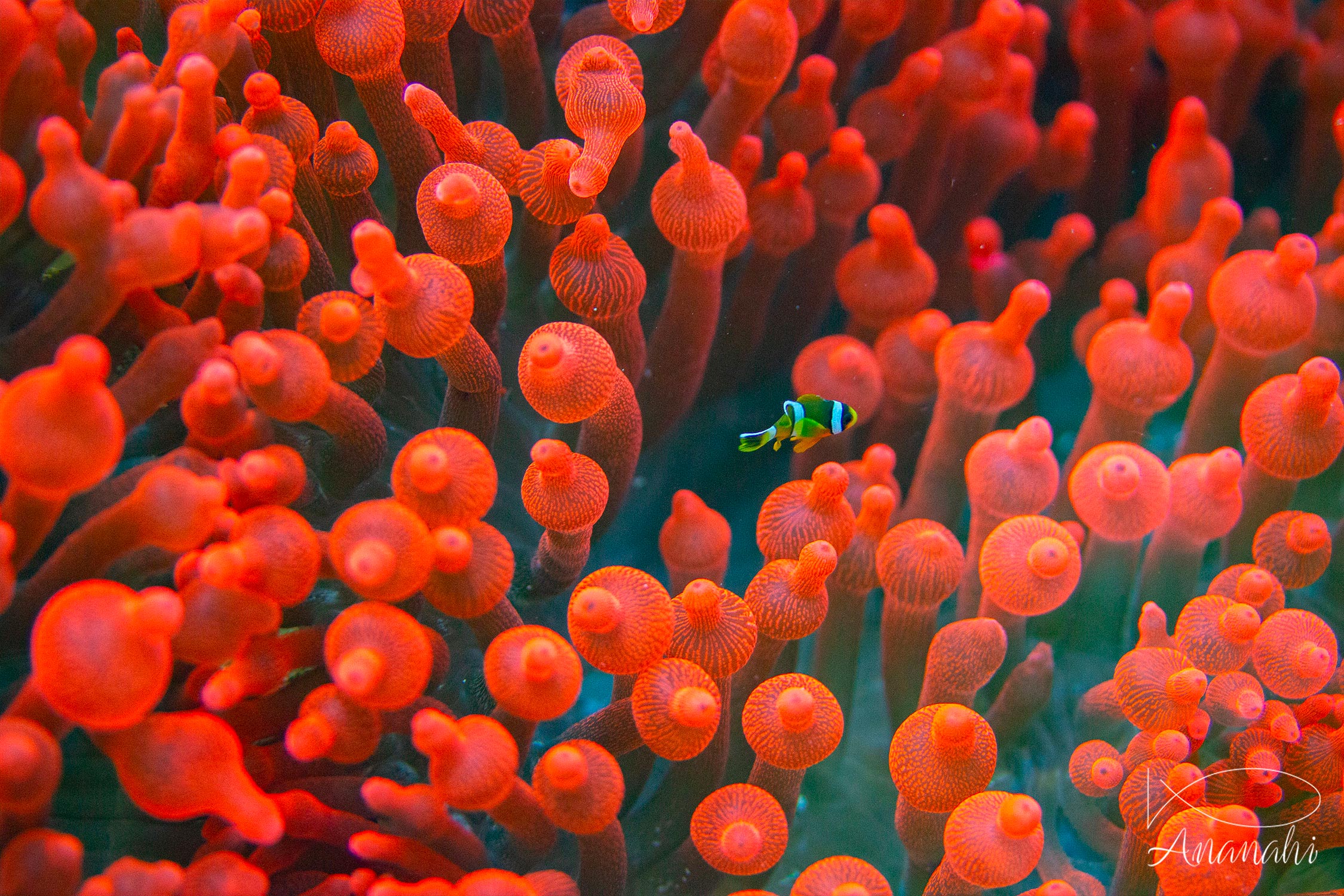 Clark's anemonefish of Raja Ampat