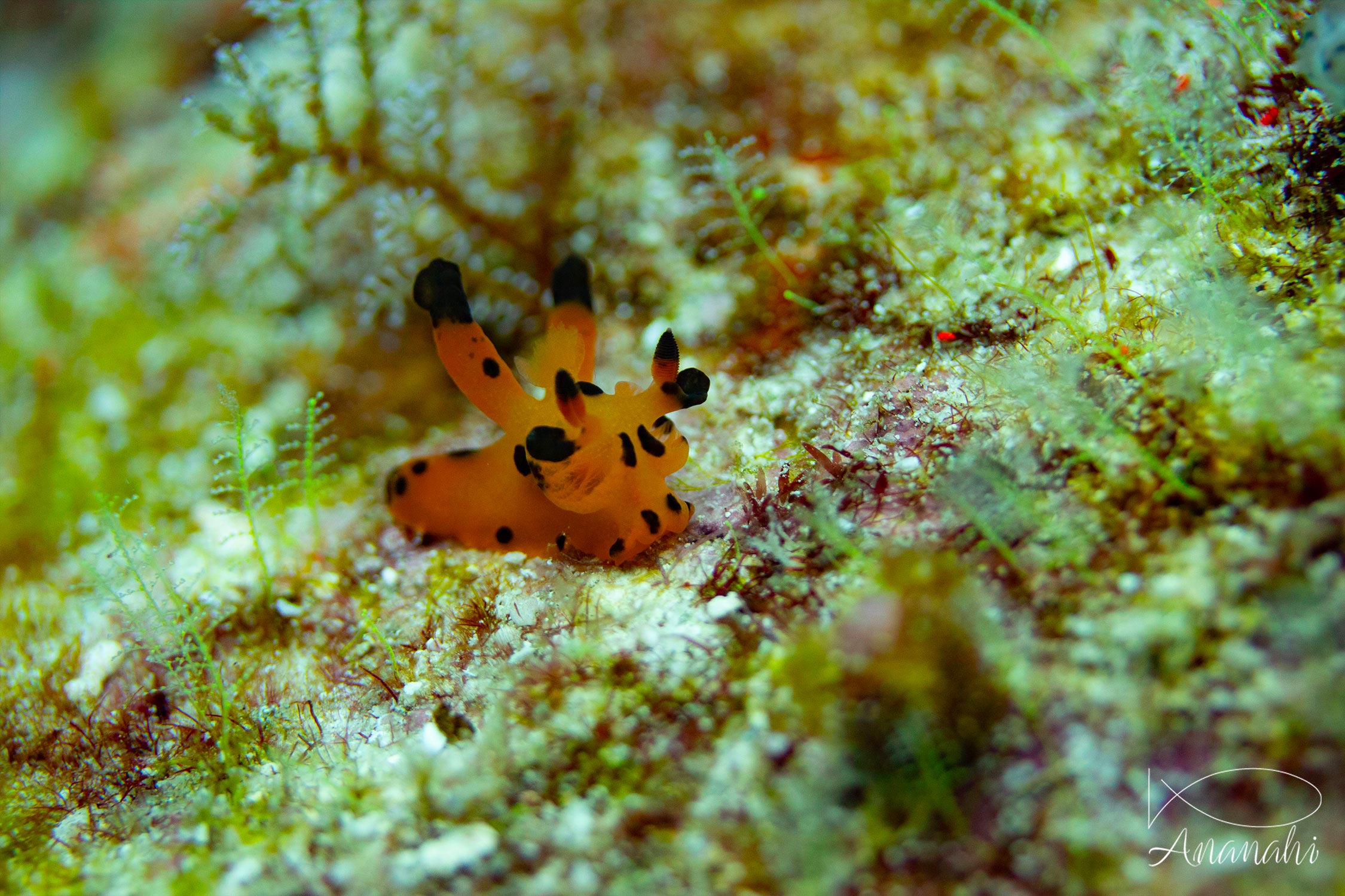 Pikachu nudibranch of Raja Ampat