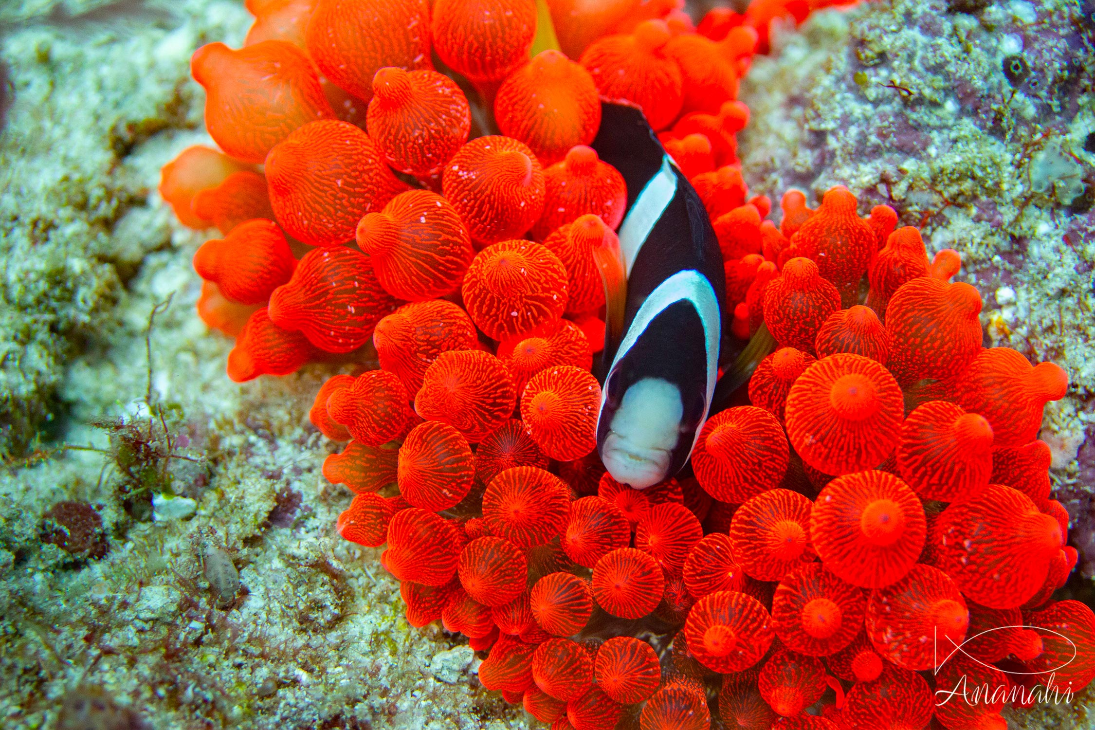 Clark's anemonefish of Raja Ampat