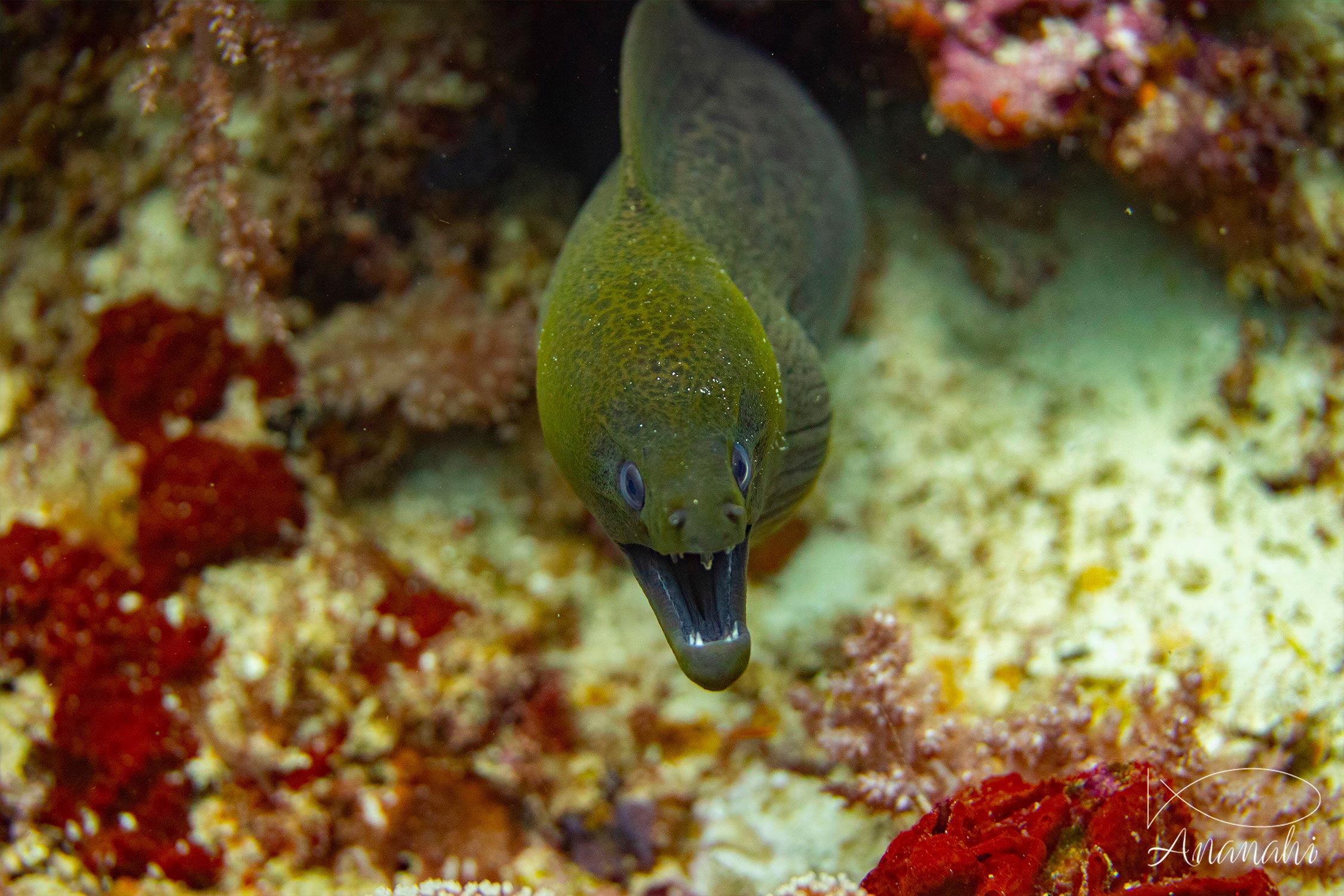 Giant moray of Raja Ampat