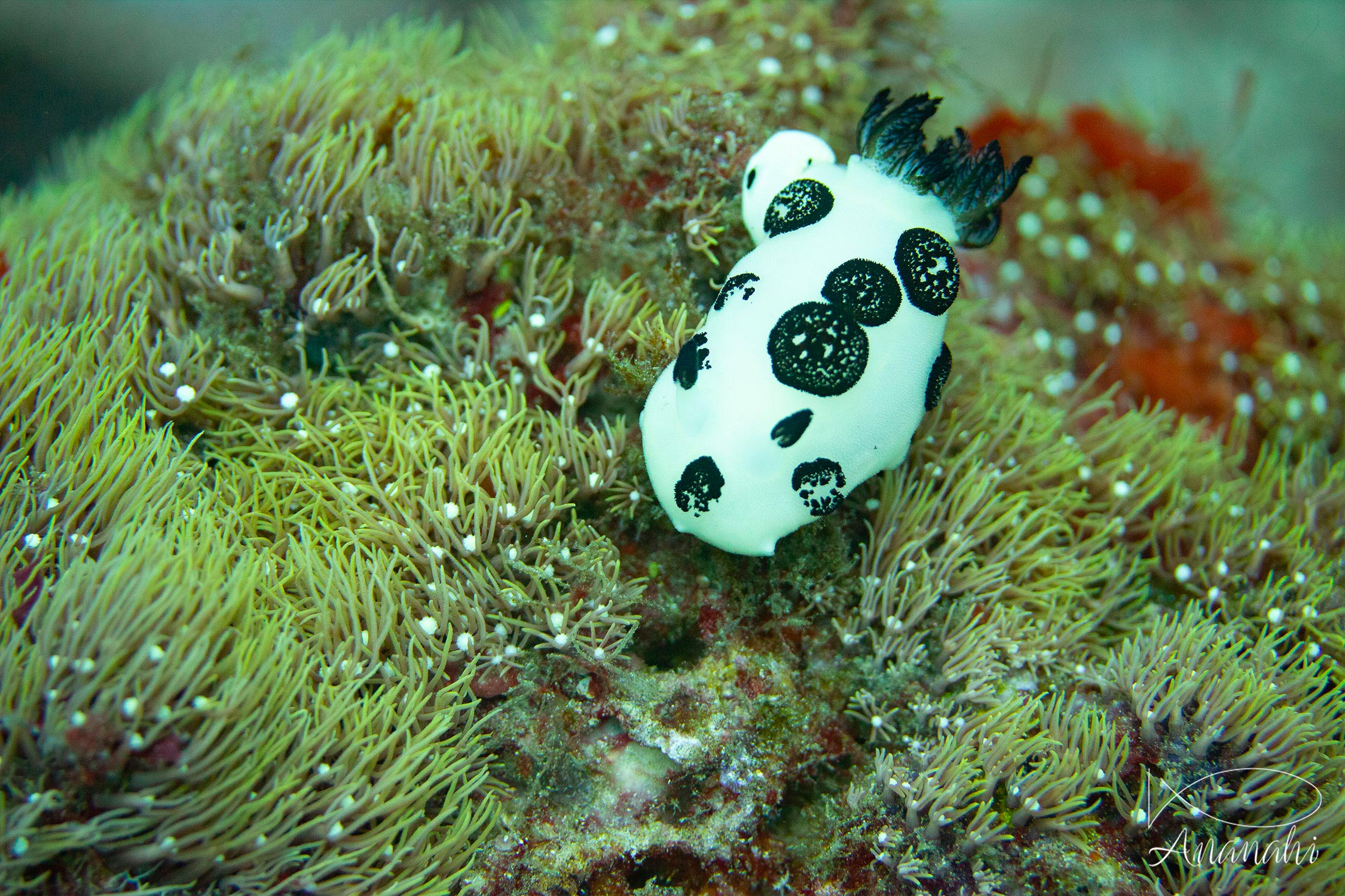 Mourning Sea Slug of Raja Ampat