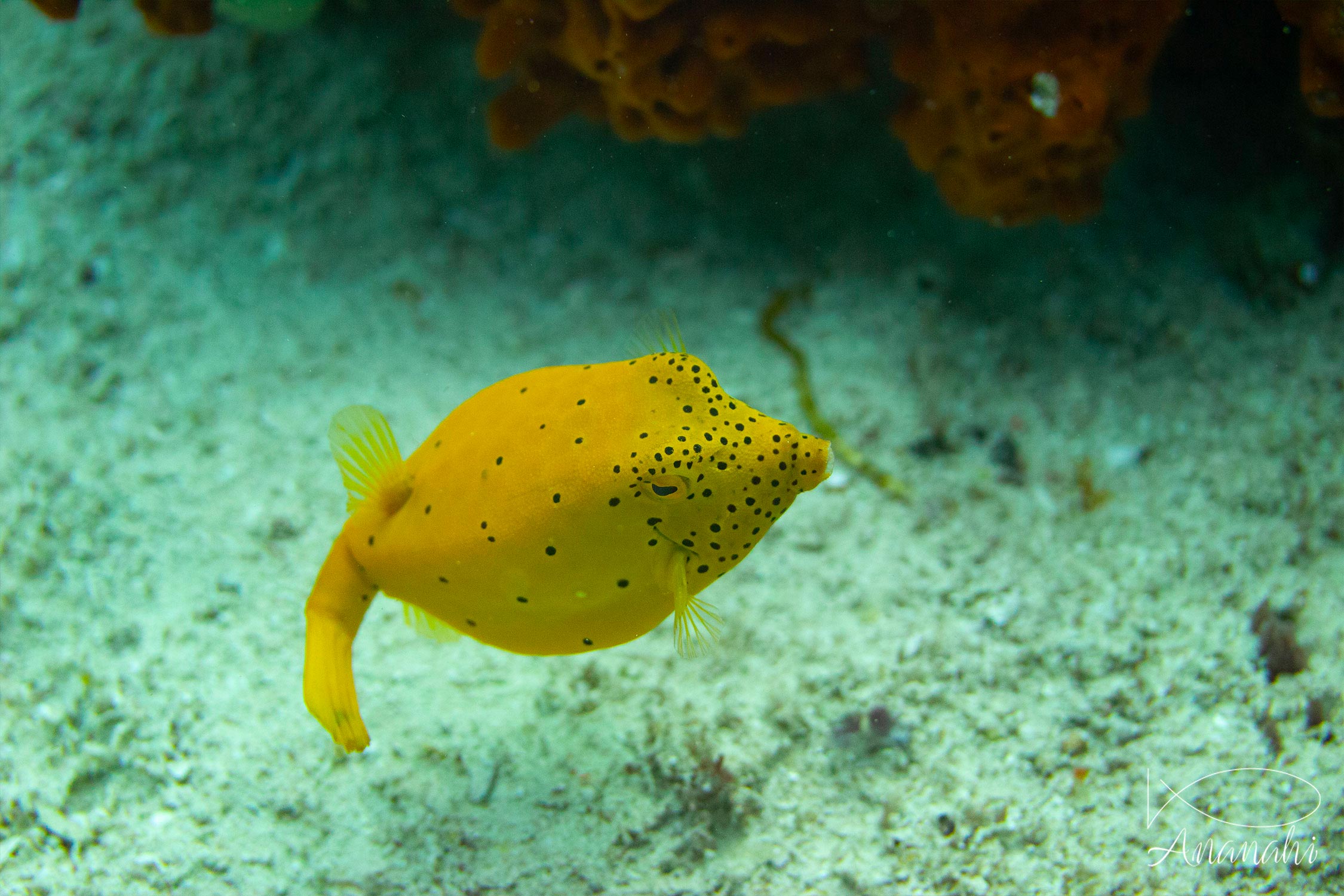 Juvenile yellow boxfish of Raja Ampat