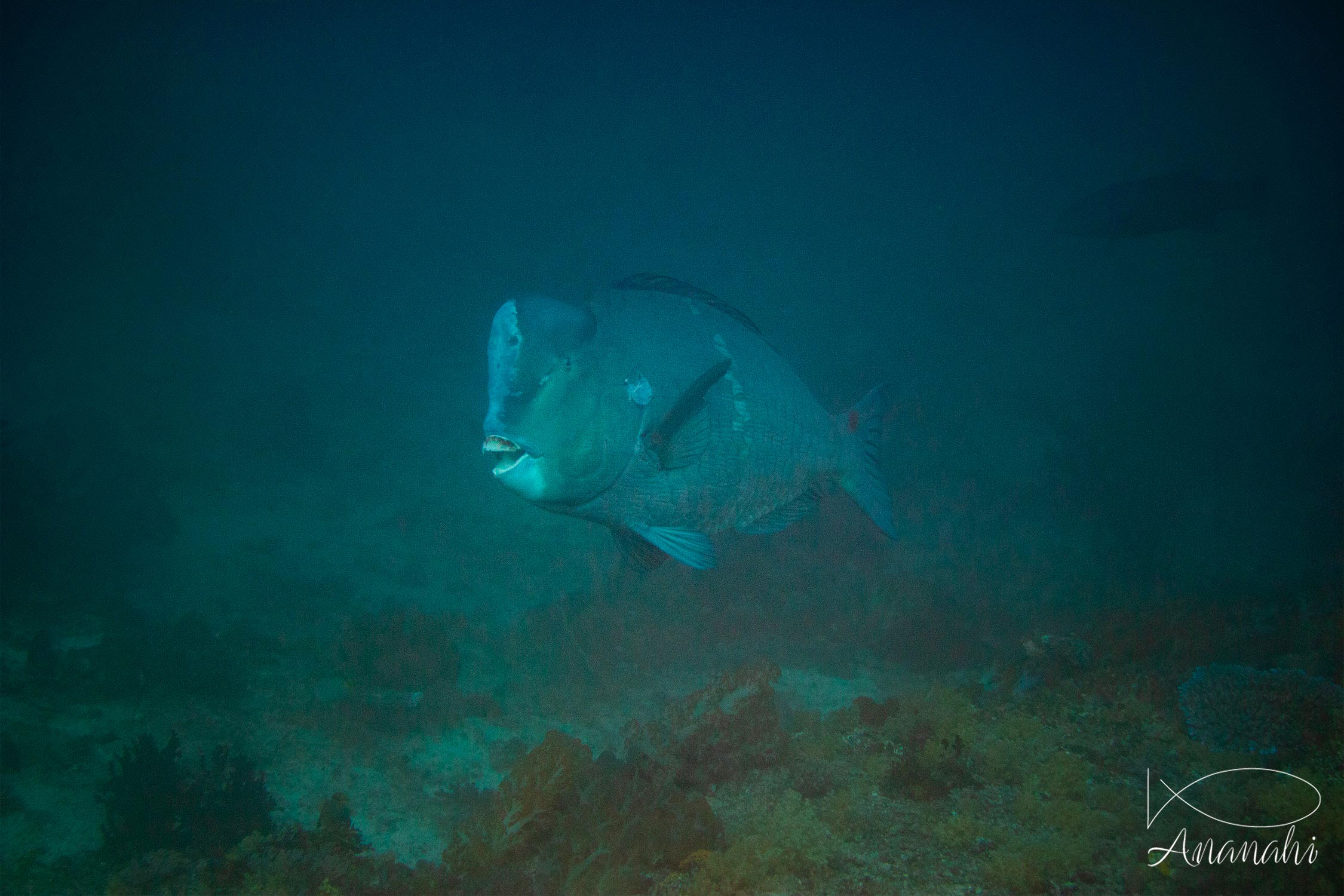 Humpback parrotfish of Raja Ampat