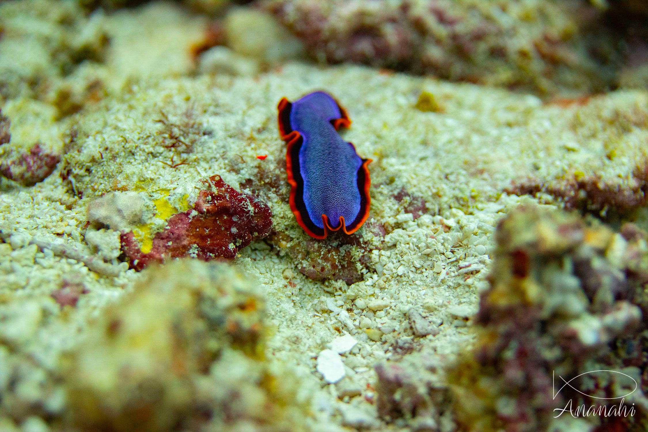 Fuchsia flatworm of Raja Ampat