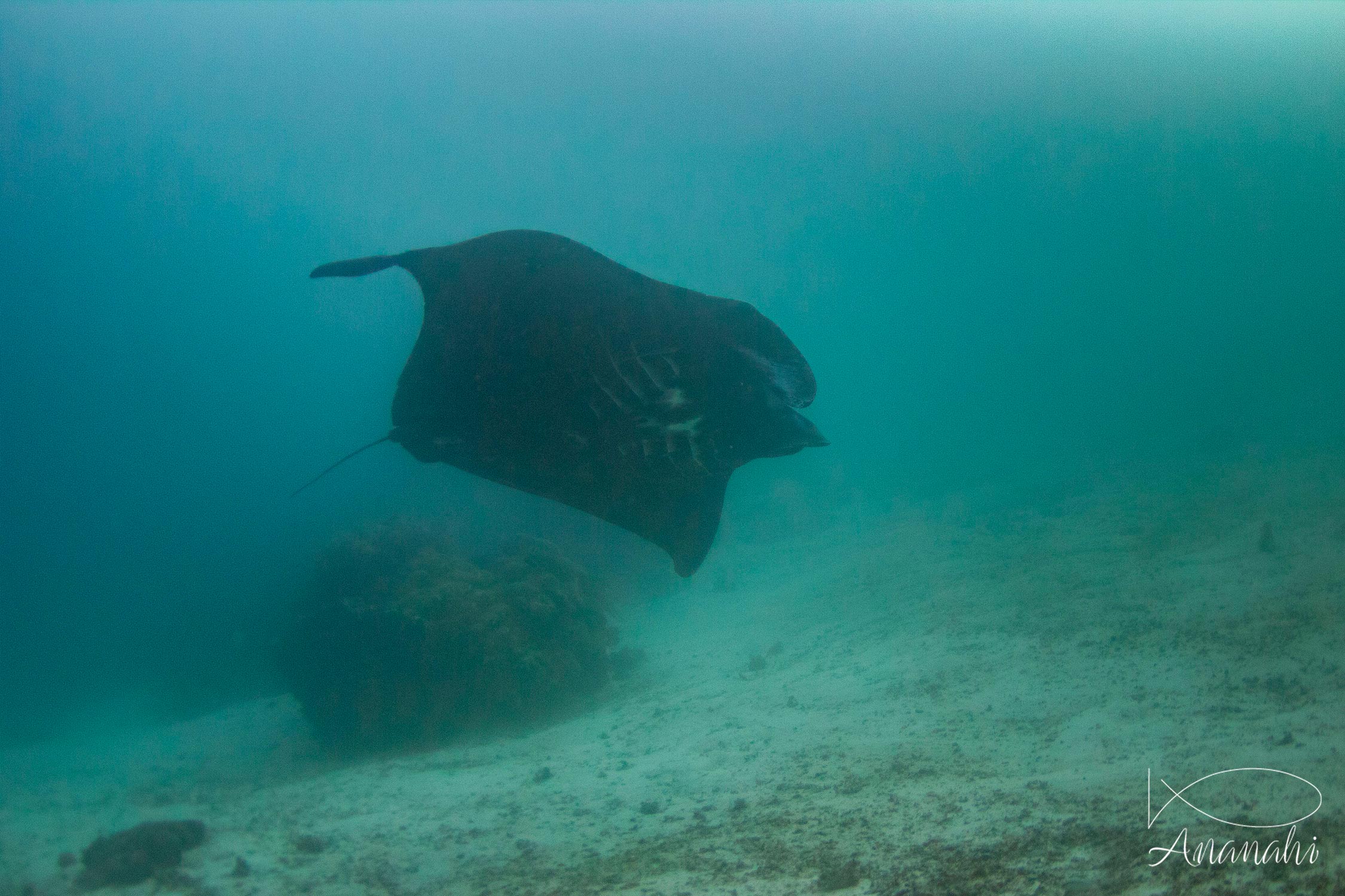 Black manta of Raja Ampat