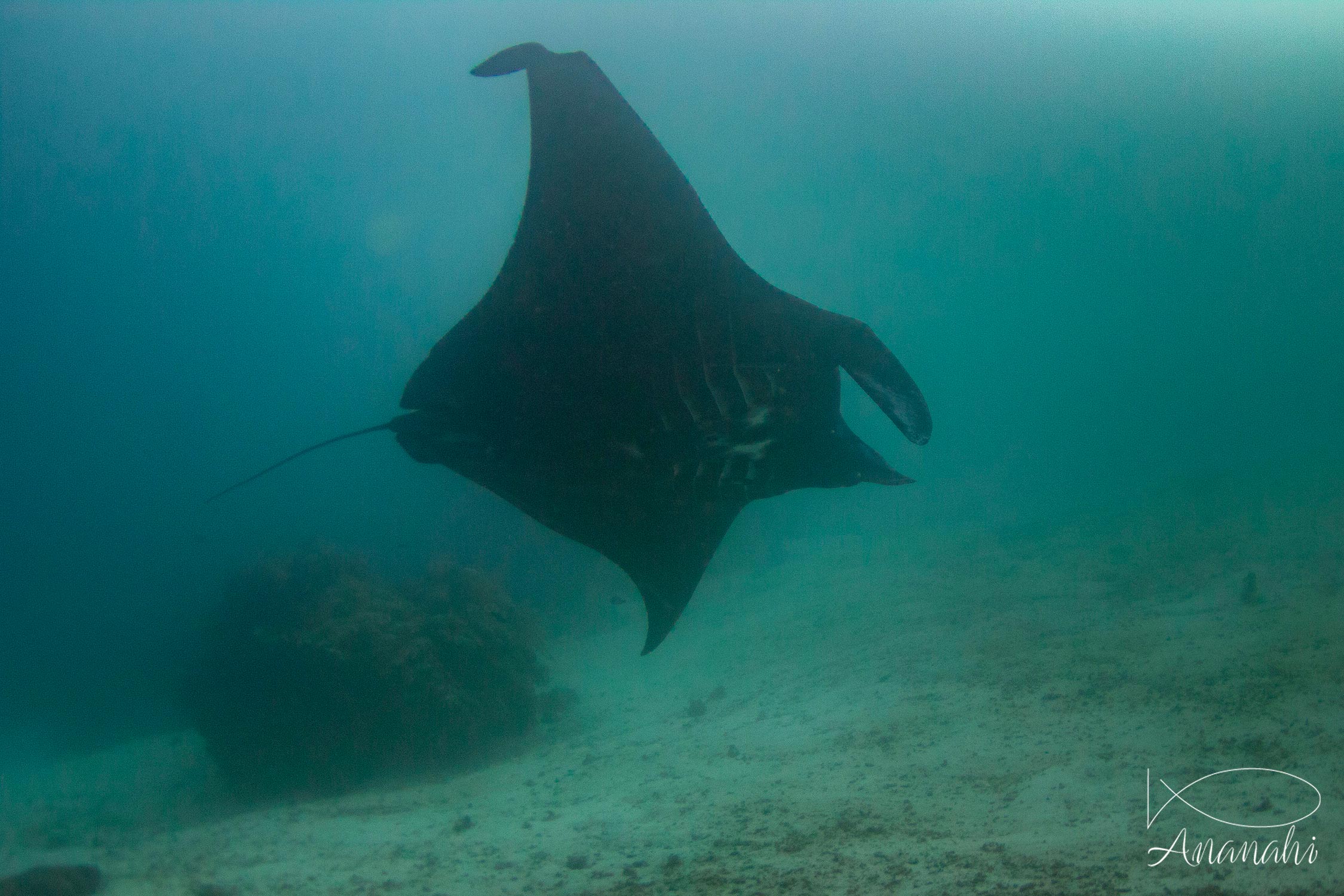 Black manta of Raja Ampat