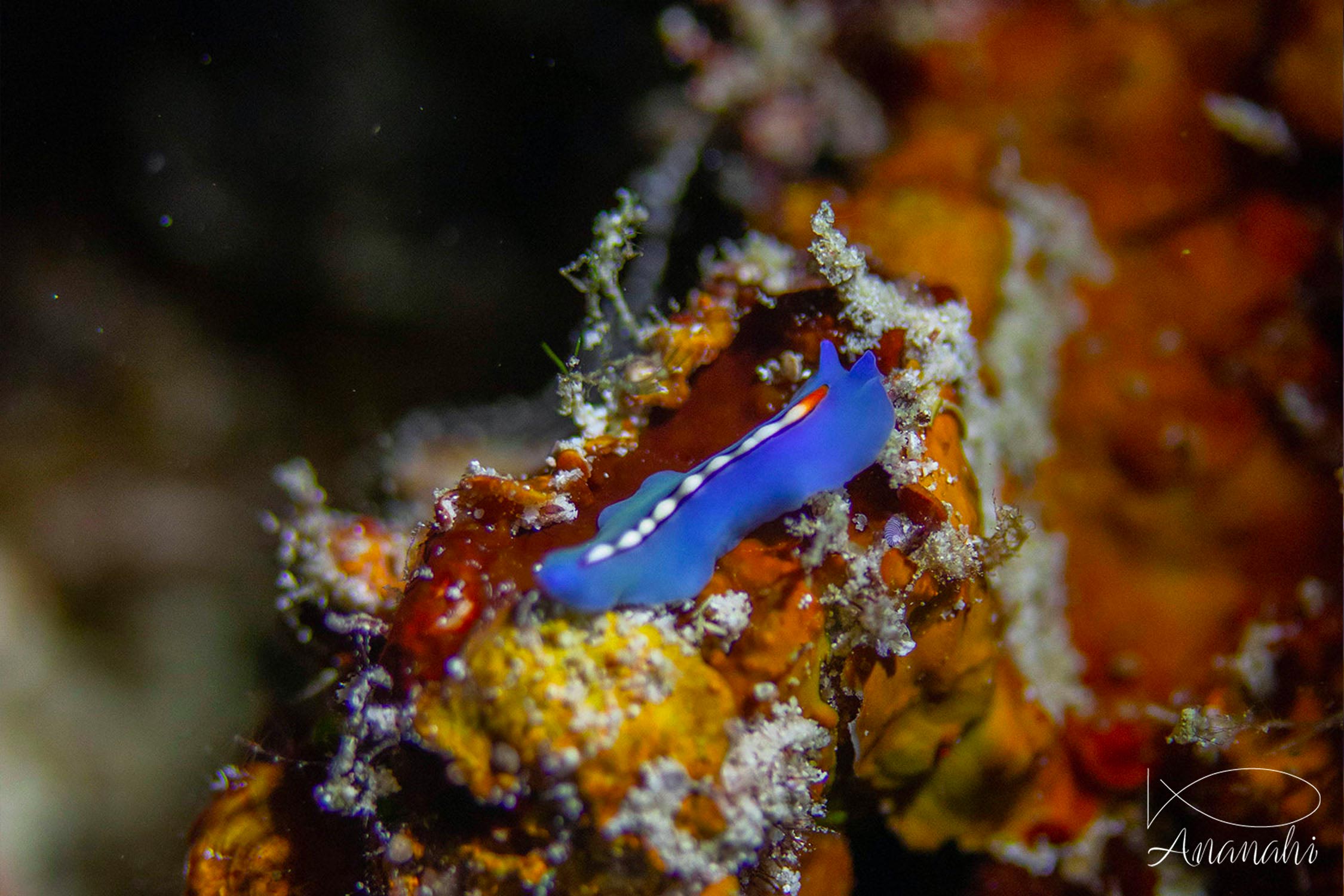 Orange-band flatworm of Raja Ampat