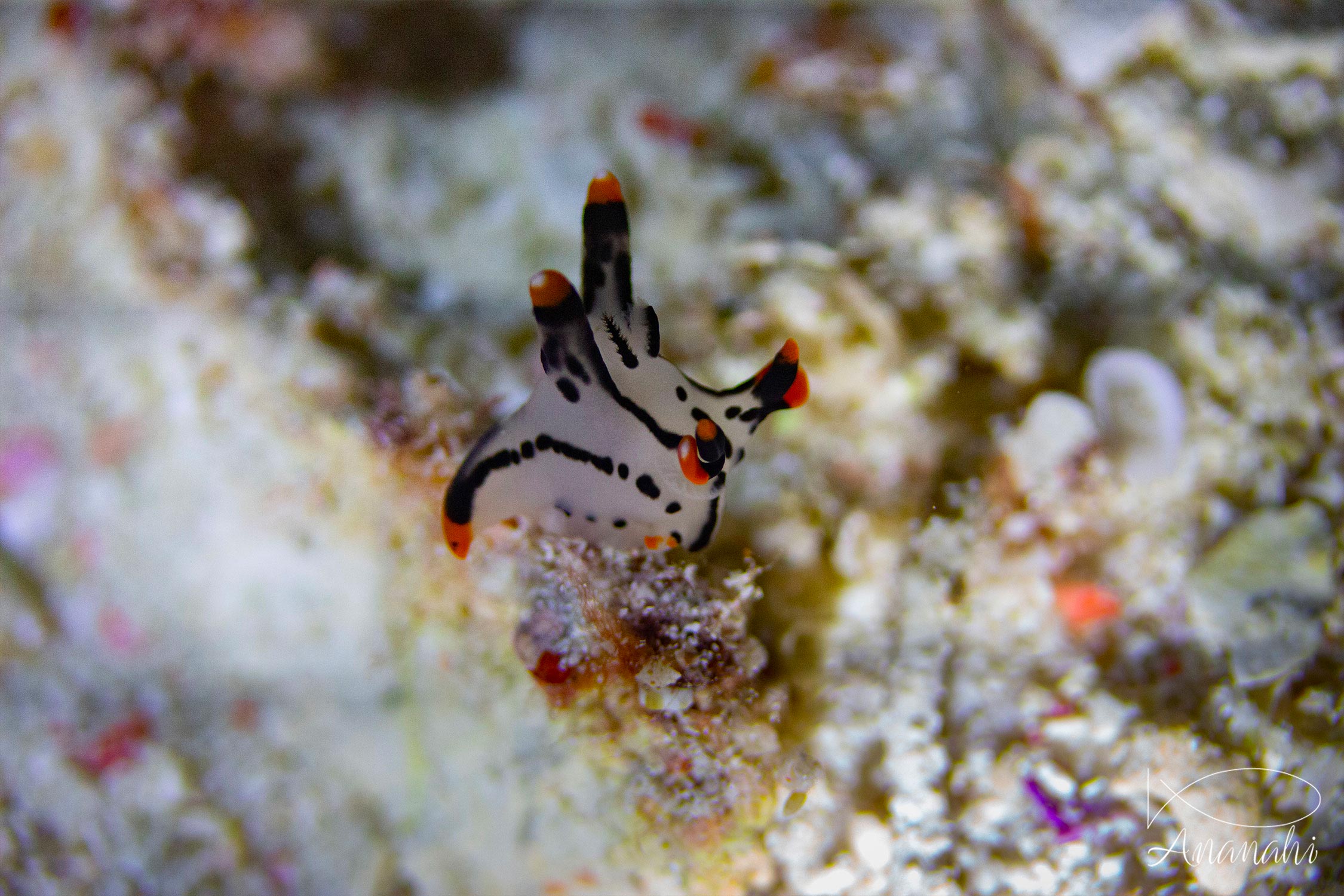 Painted Thecacera of Raja Ampat