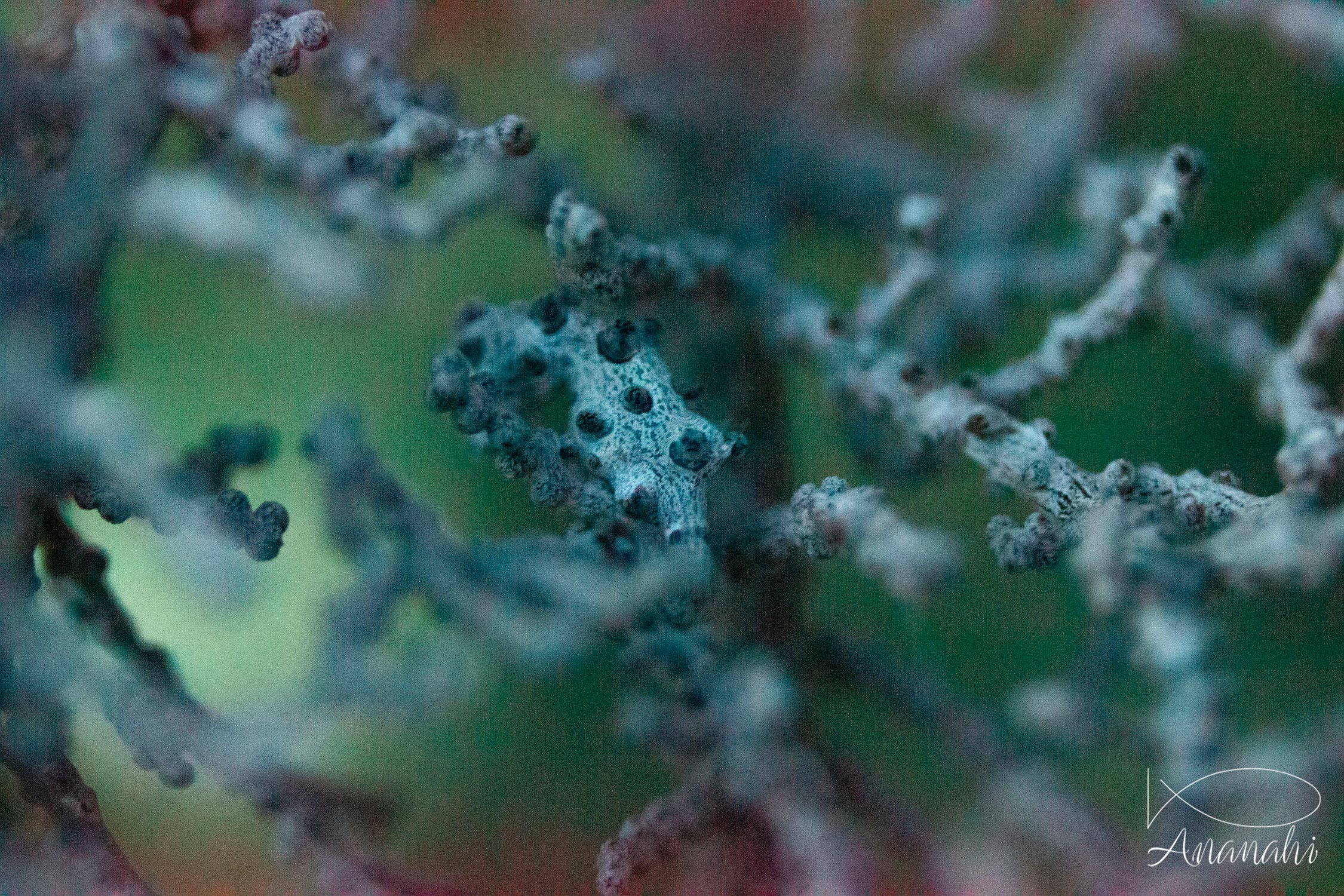 Pygmee sea horse of Raja Ampat