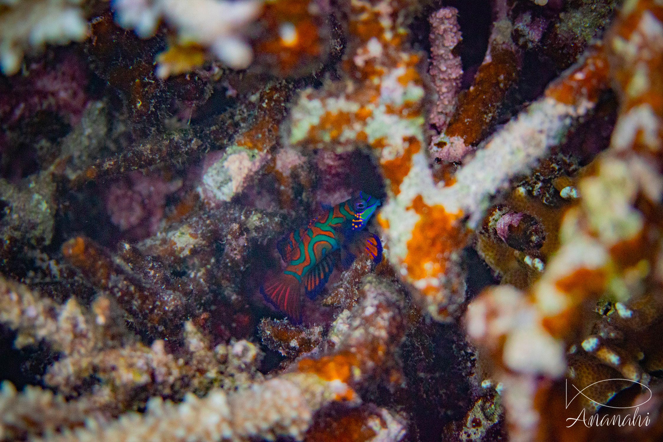 Mandarin fish of Raja Ampat