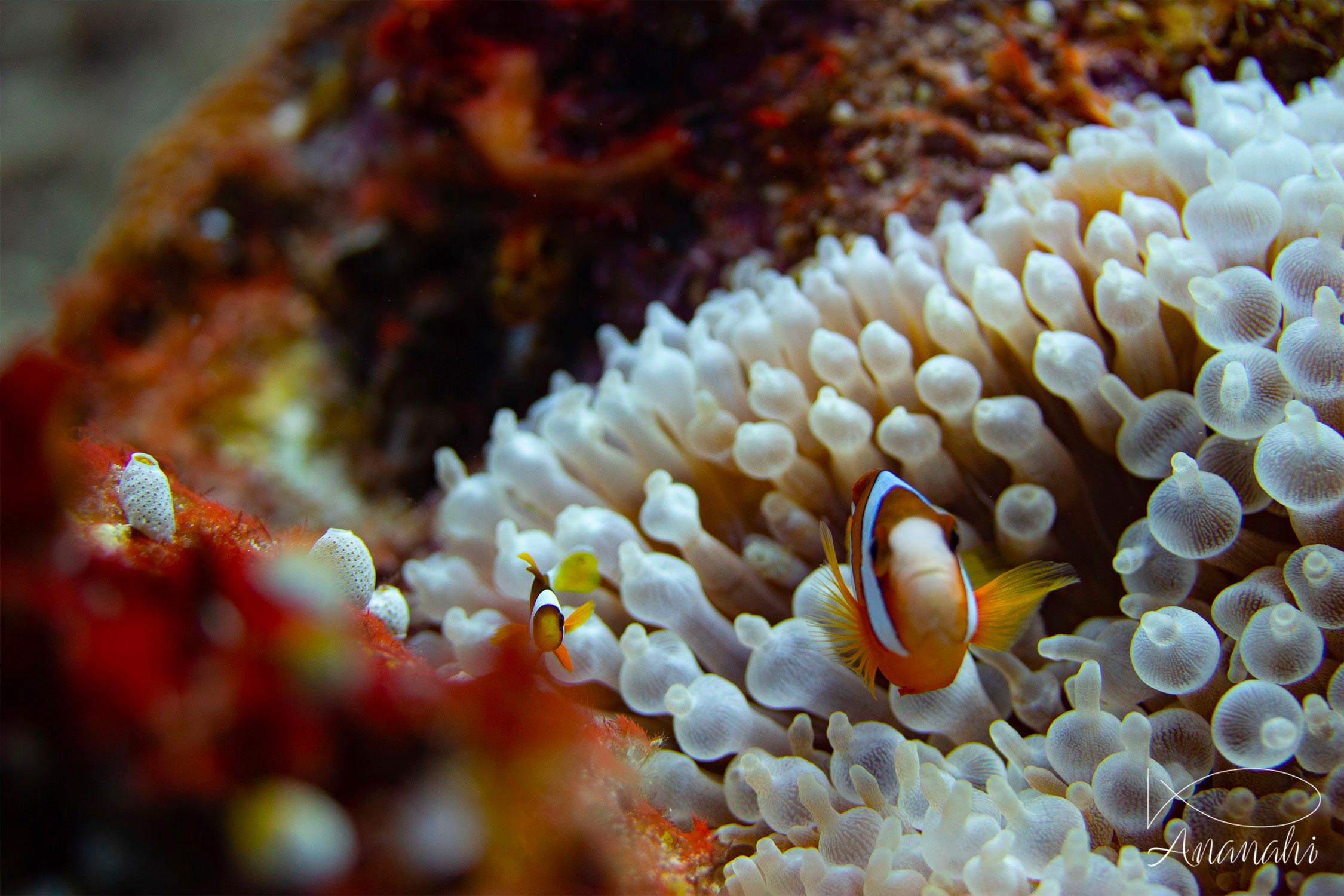 Ocellaris clownfish of Raja Ampat