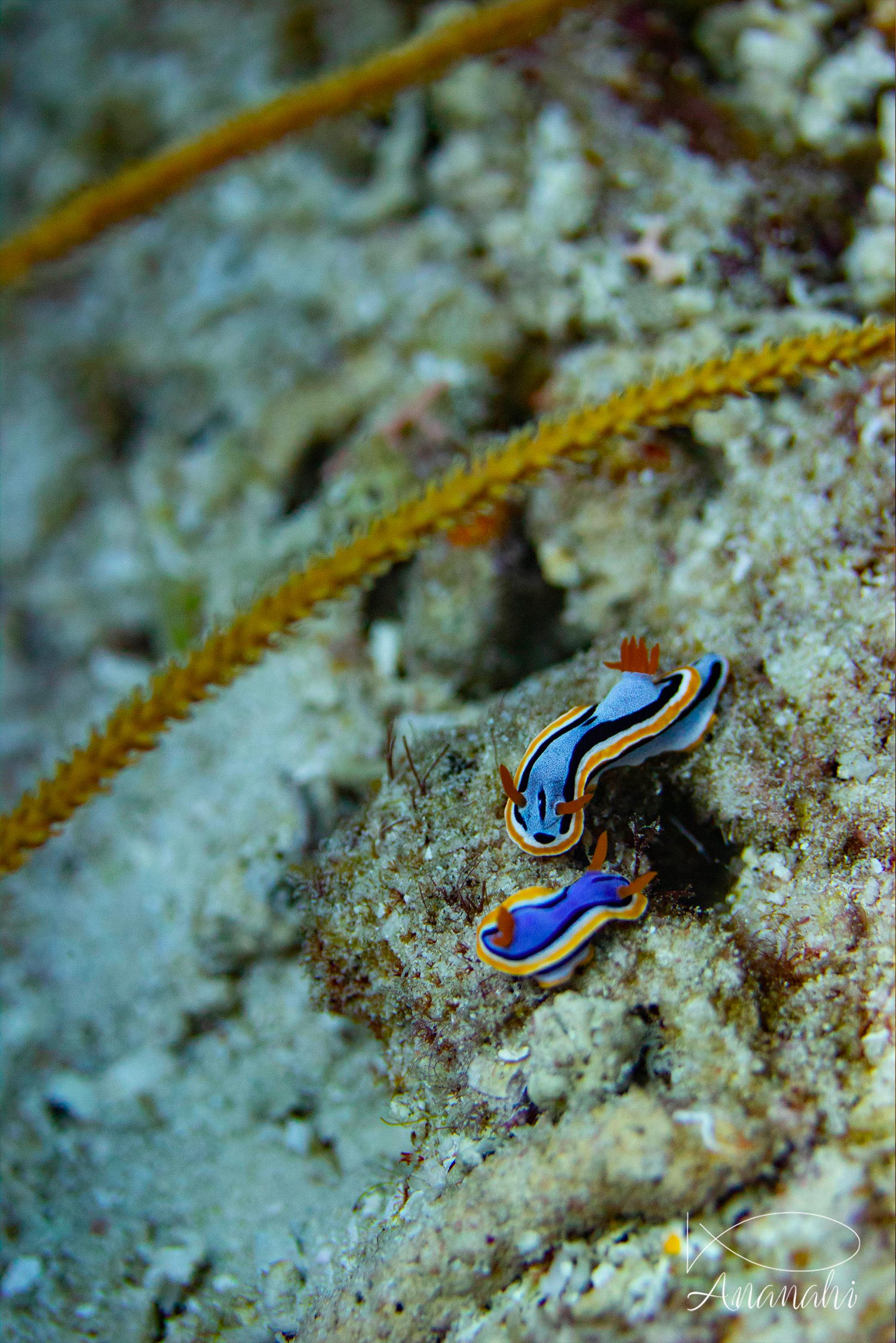 Anna's Chromodoris of Raja Ampat