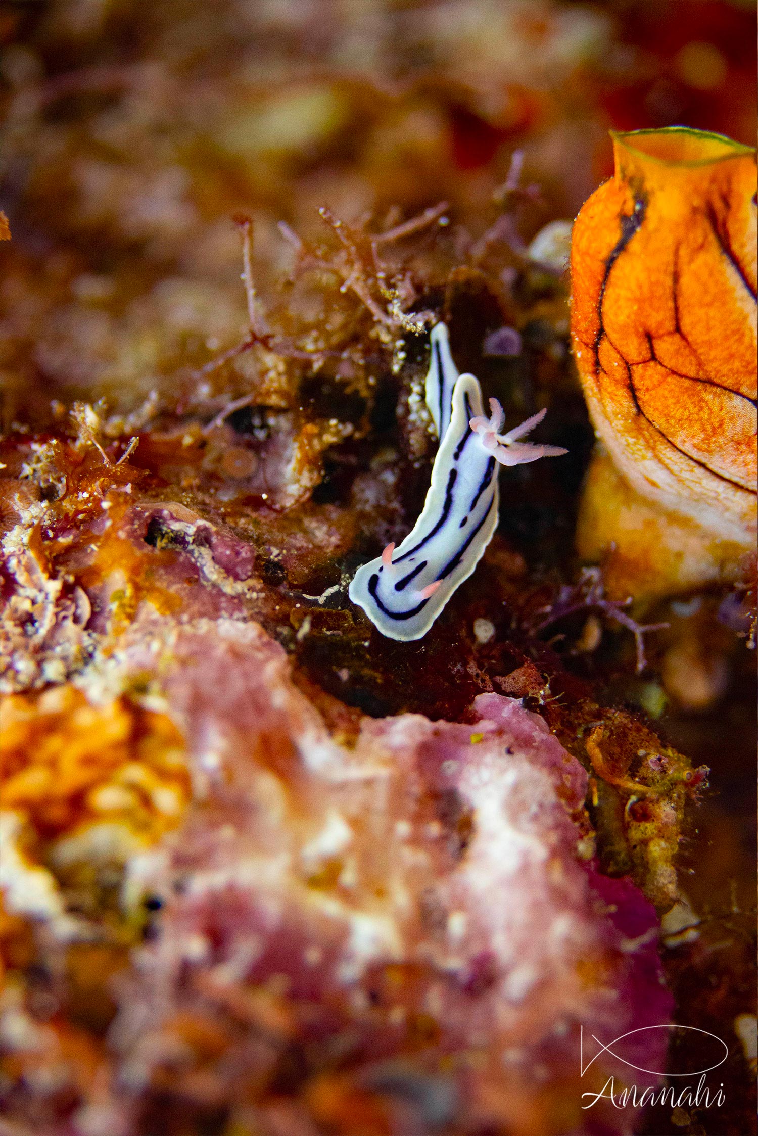 Loch's chromodoris of Raja Ampat