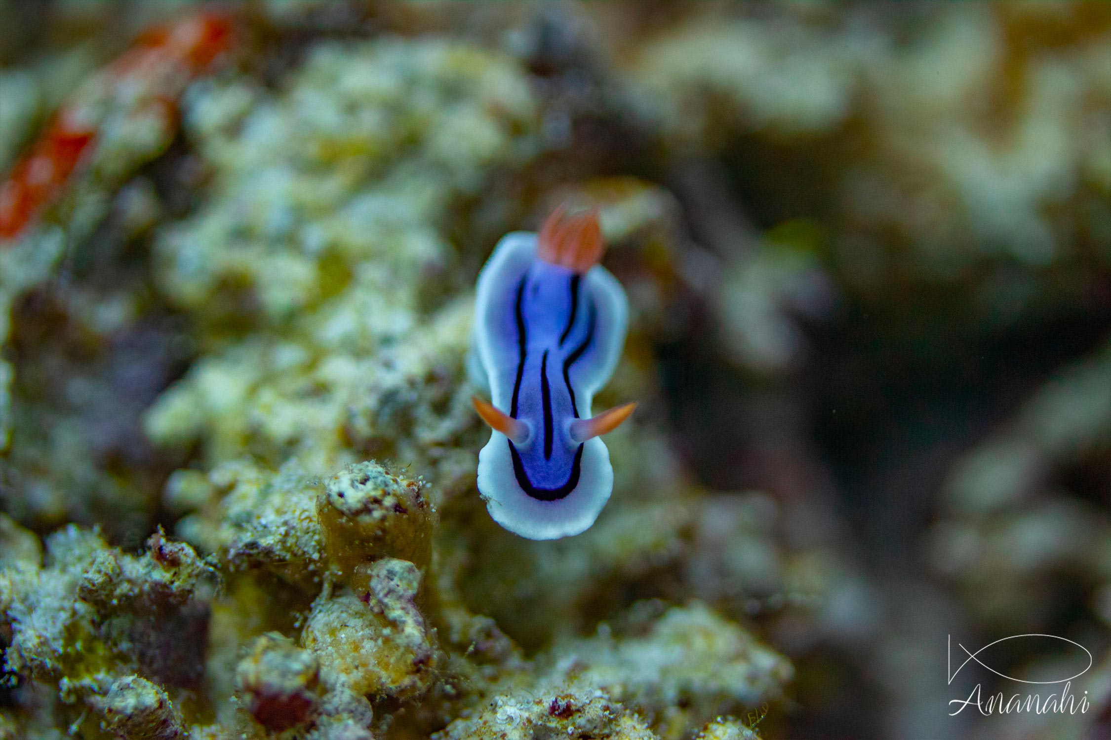 Loch's chromodoris of Raja Ampat