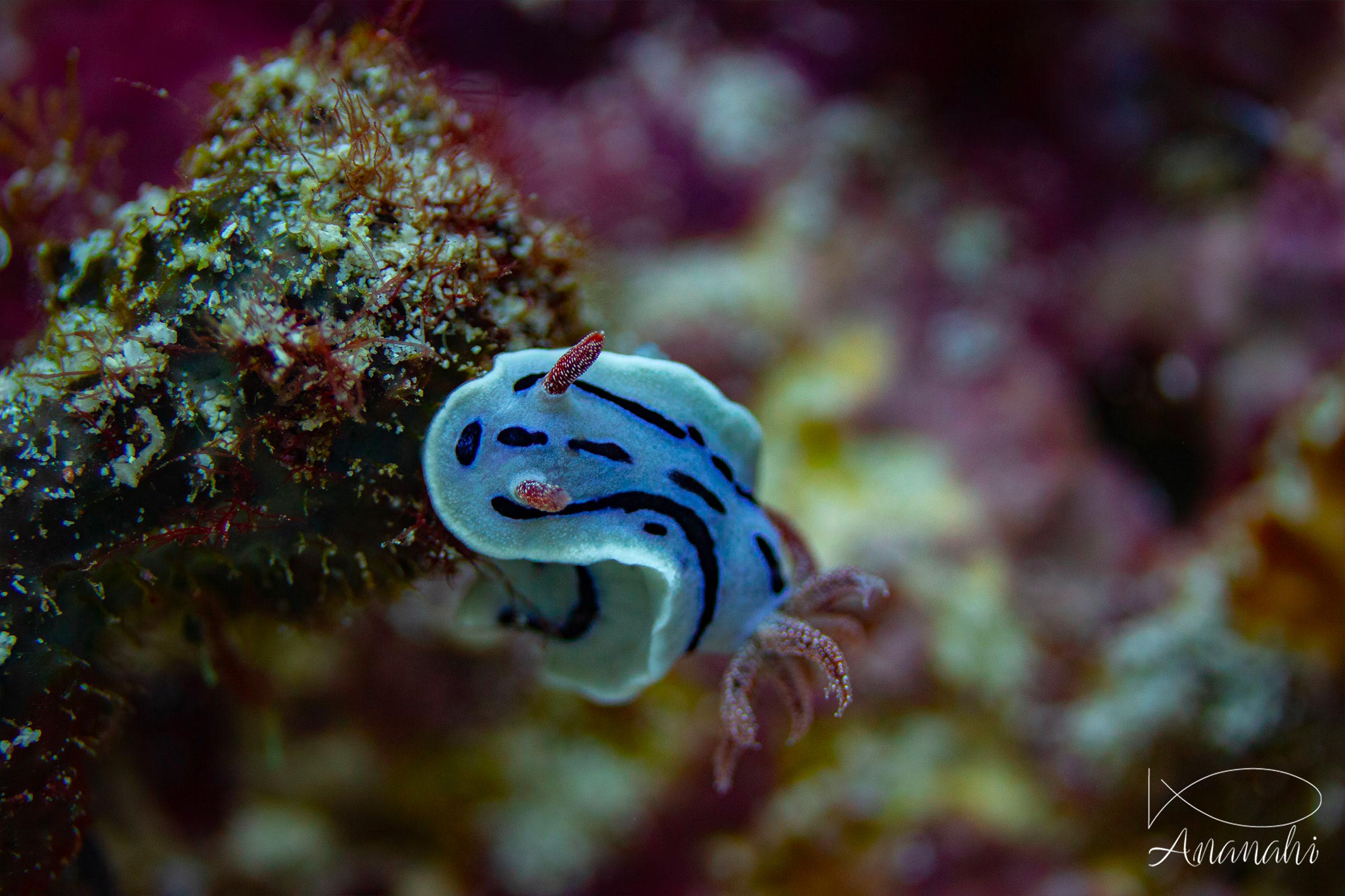 Loch's chromodoris of Raja Ampat