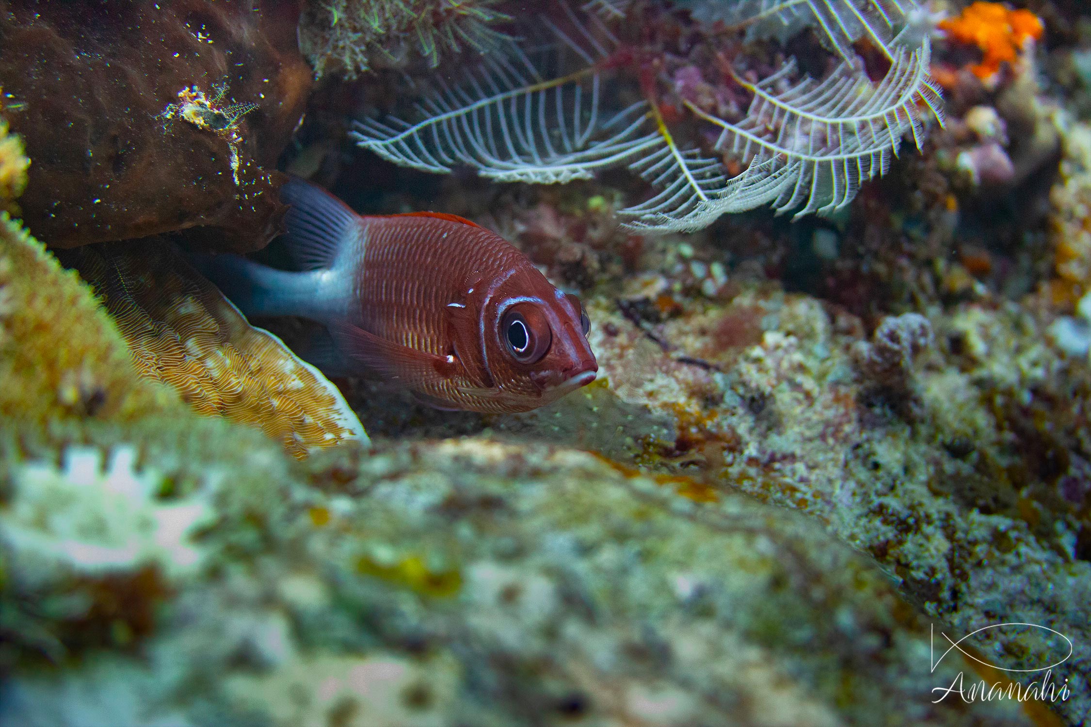 Others fish of Raja Ampat