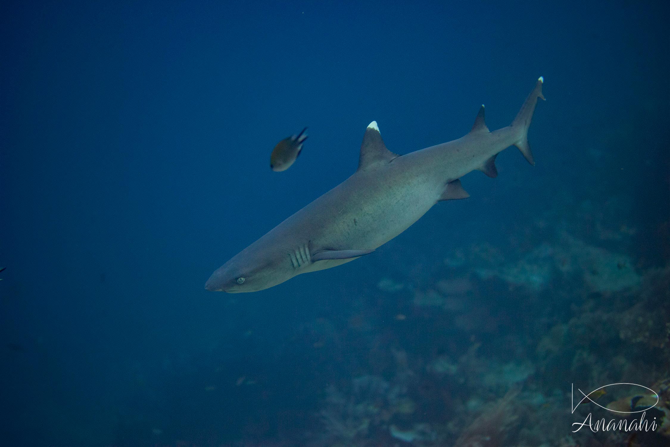 White tips reef shark of Raja Ampat