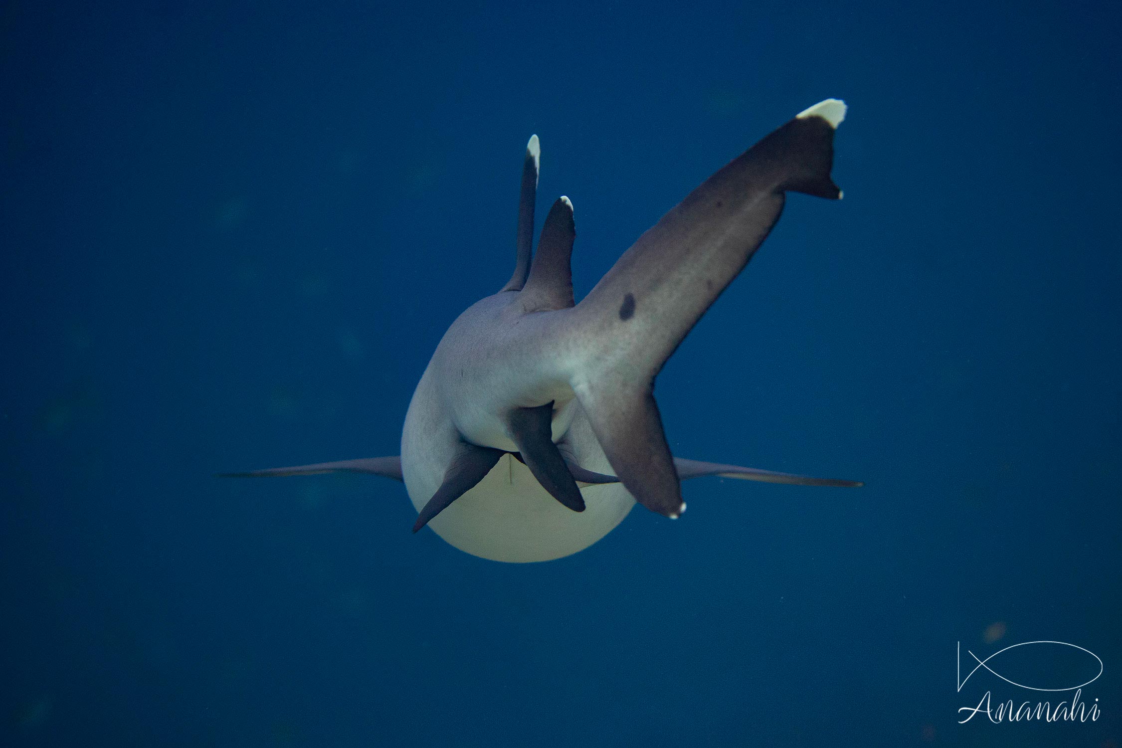 White tips reef shark of Raja Ampat