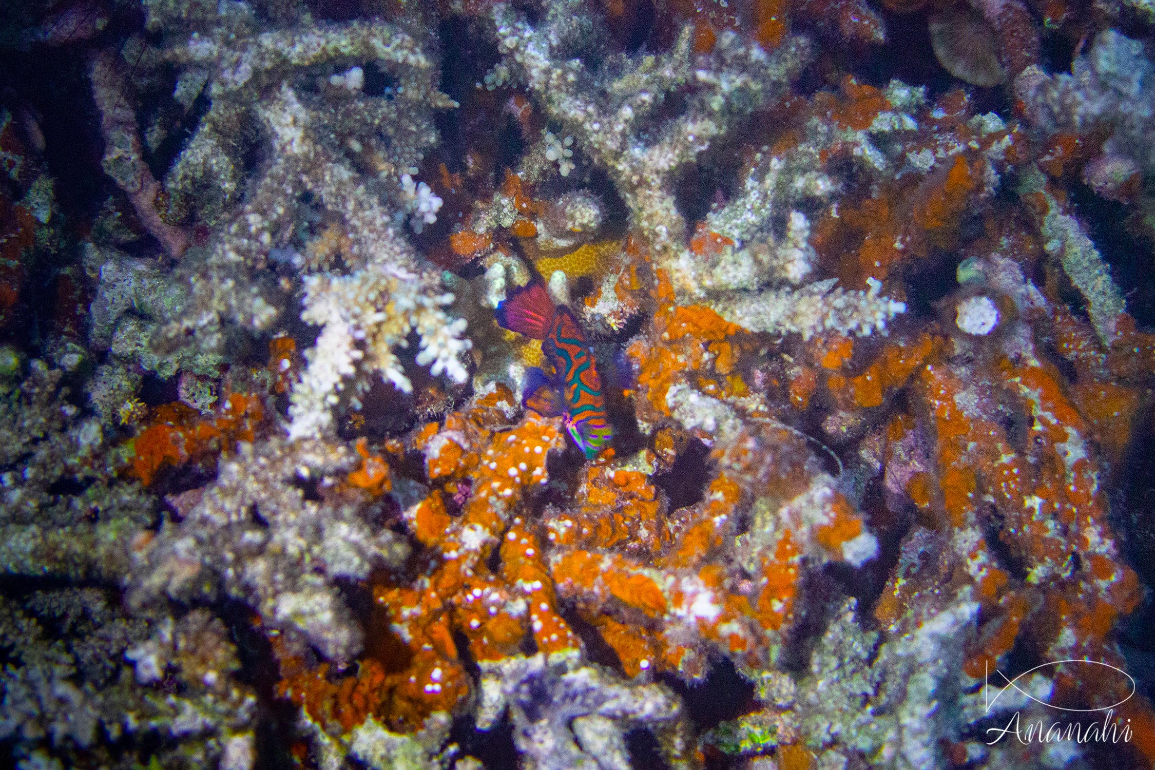 Mandarin fish of Raja Ampat