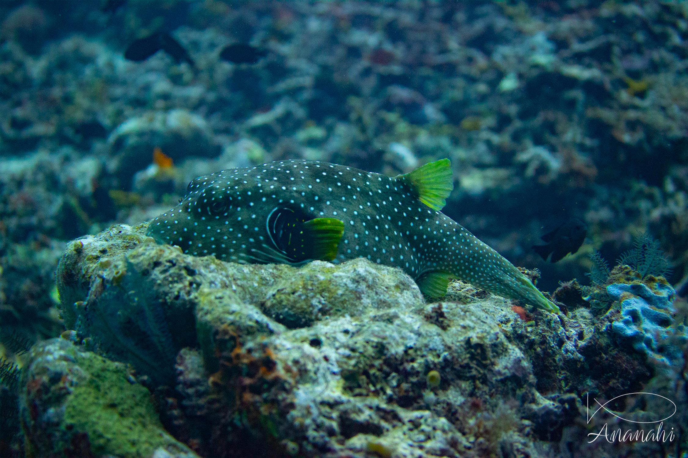 White-spotted puffer of Raja Ampat