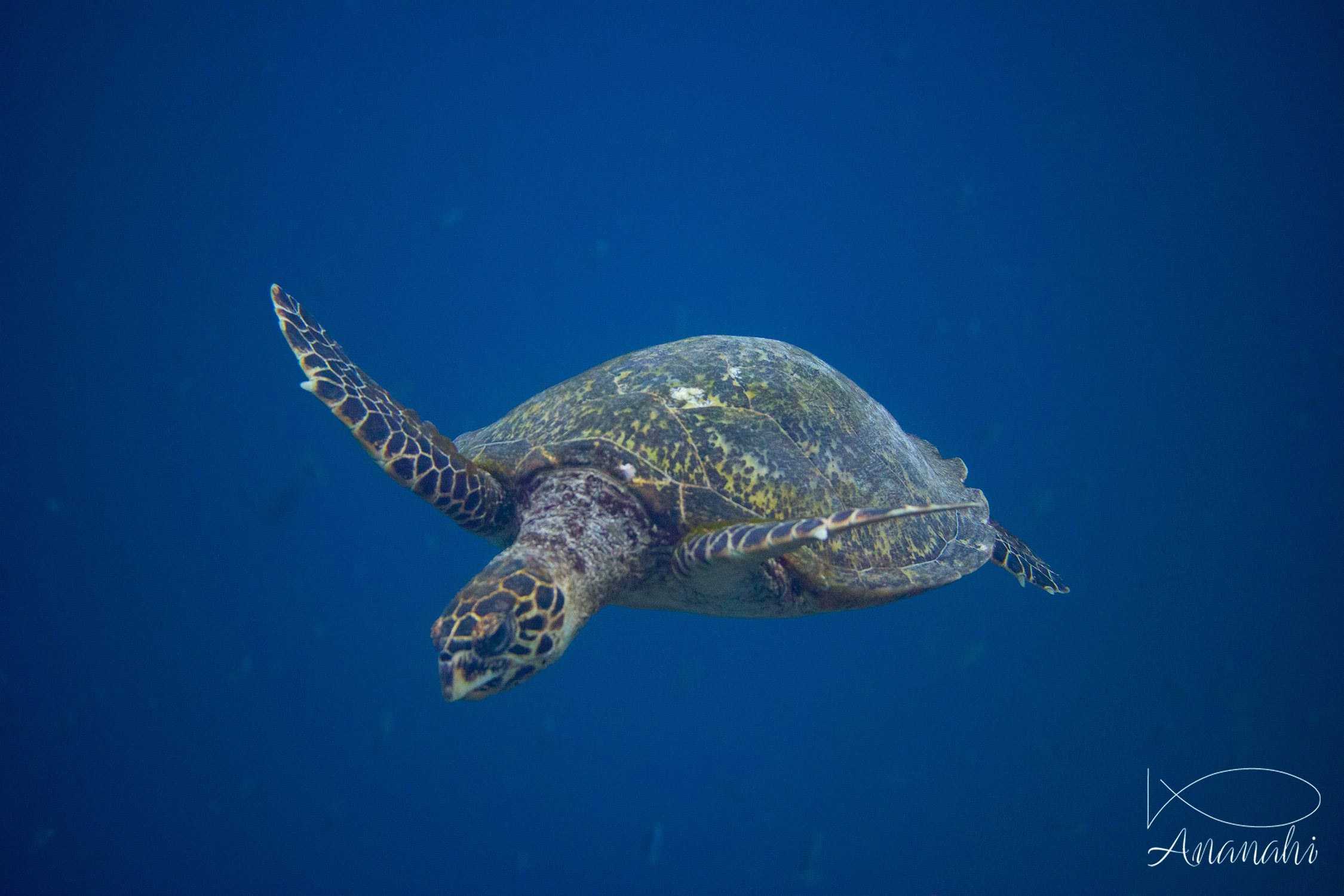 Hawksbill turtle of Raja Ampat