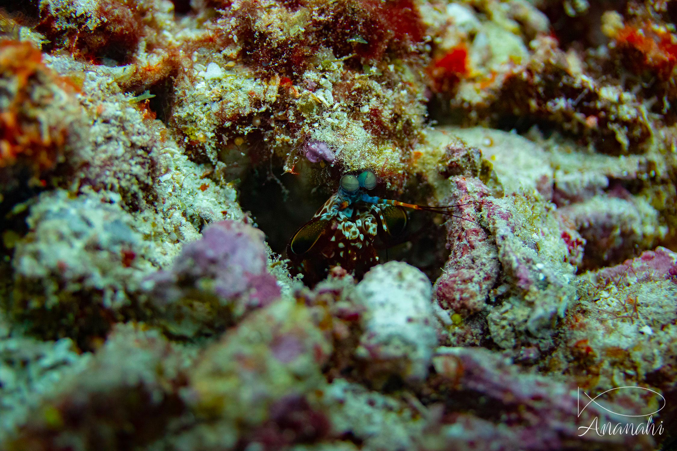 Coloured mantis shrimp of Raja Ampat