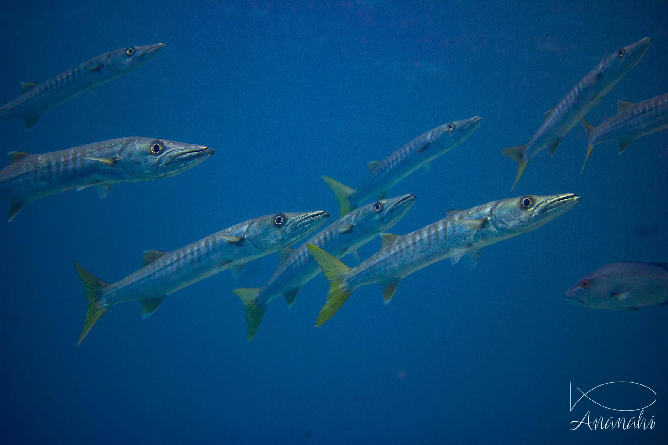 Yellowtail barracuda of Raja Ampat